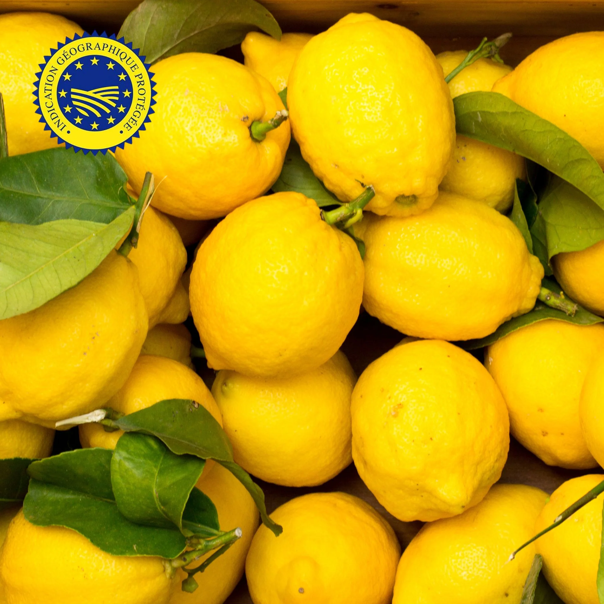 đ Citrons de Menton IGP â 1 kg ou Colis 5kg