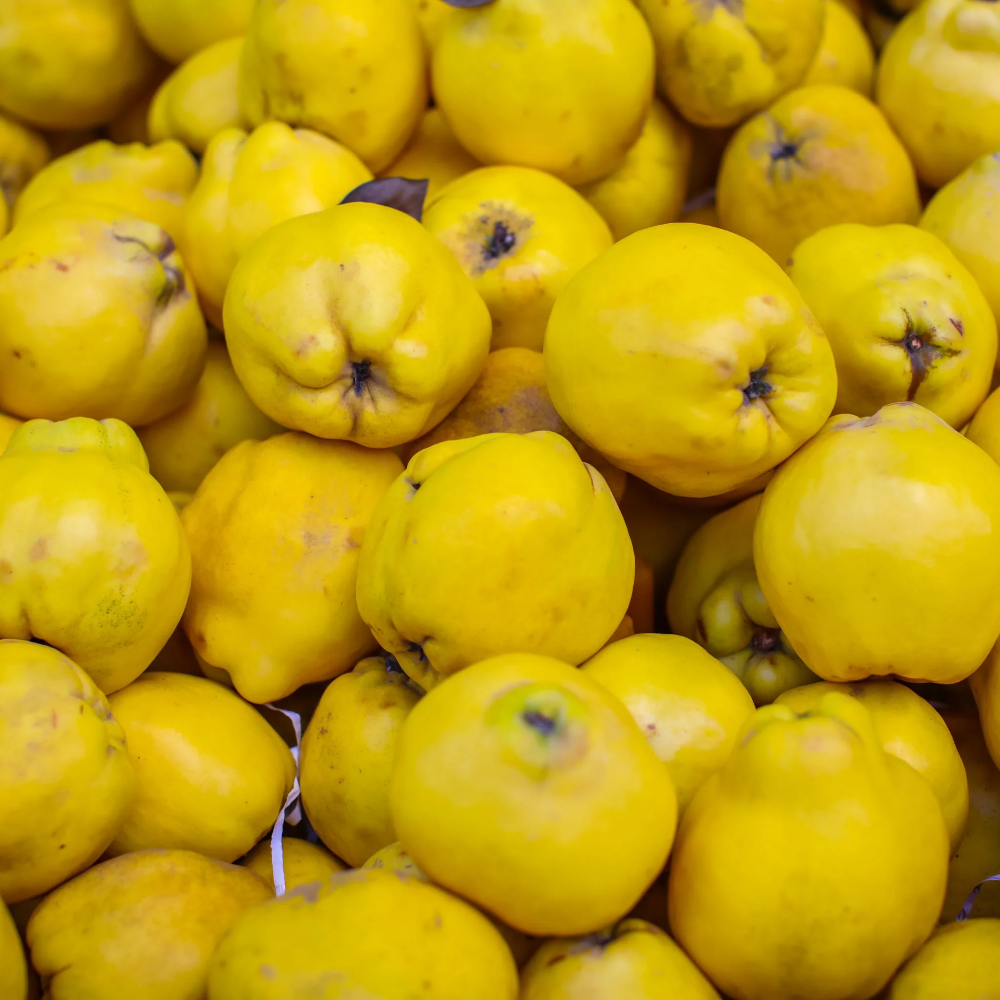 🍐 Coing – 1 kg - Image 2