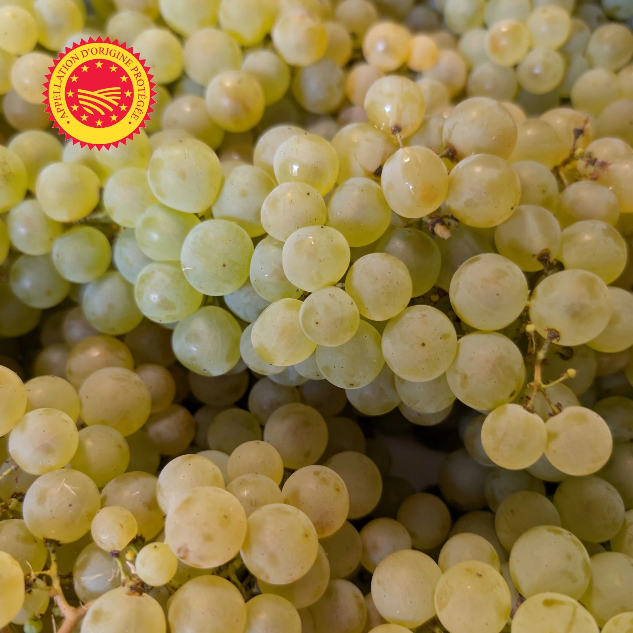 đ Colis de Raisin Chasselas de Moissac AOP â 4âŻkg - Image 2