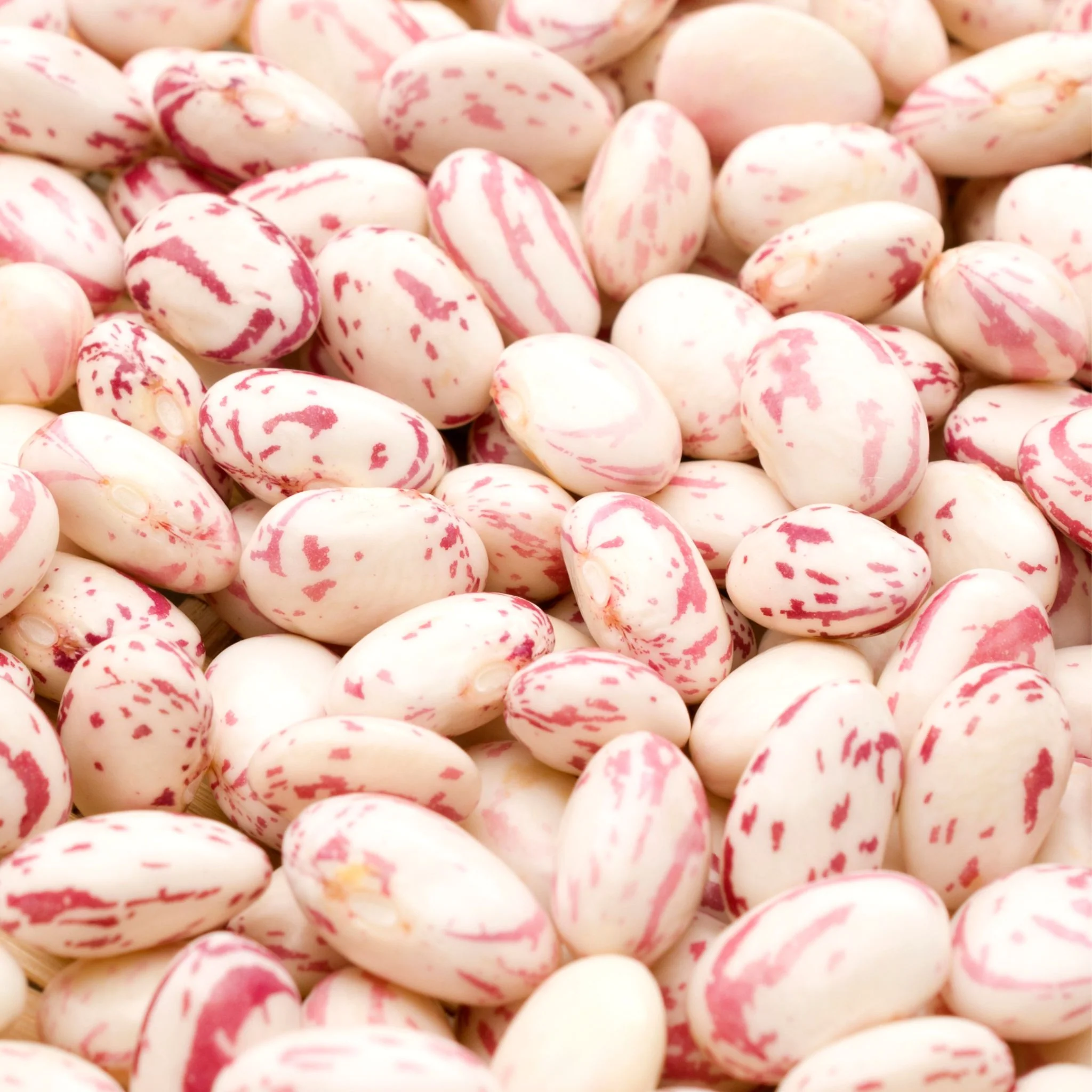 🌿 Haricots Borlotti – 1 kg - Image 2
