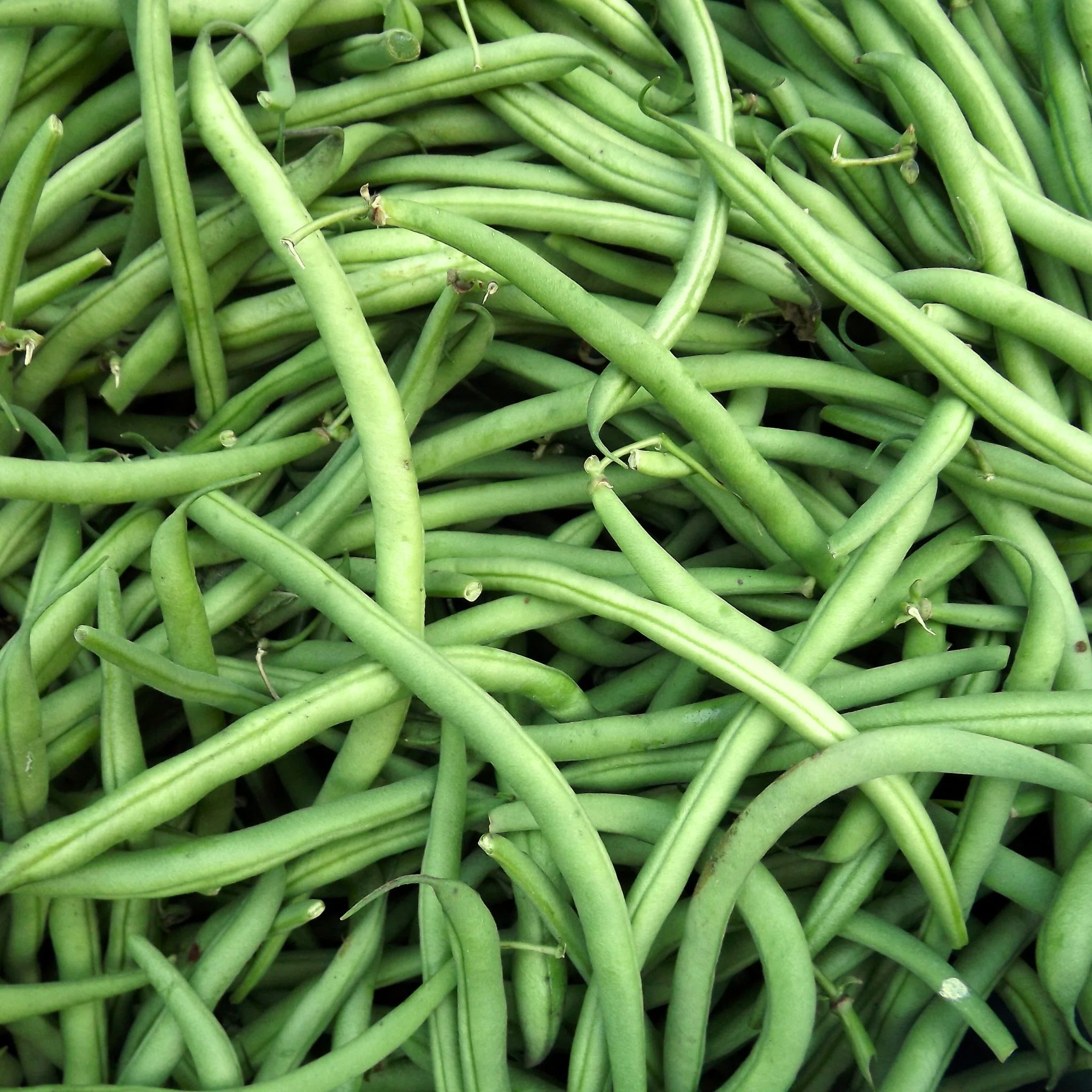 🌿 Haricots Verts Fins – 1 kg