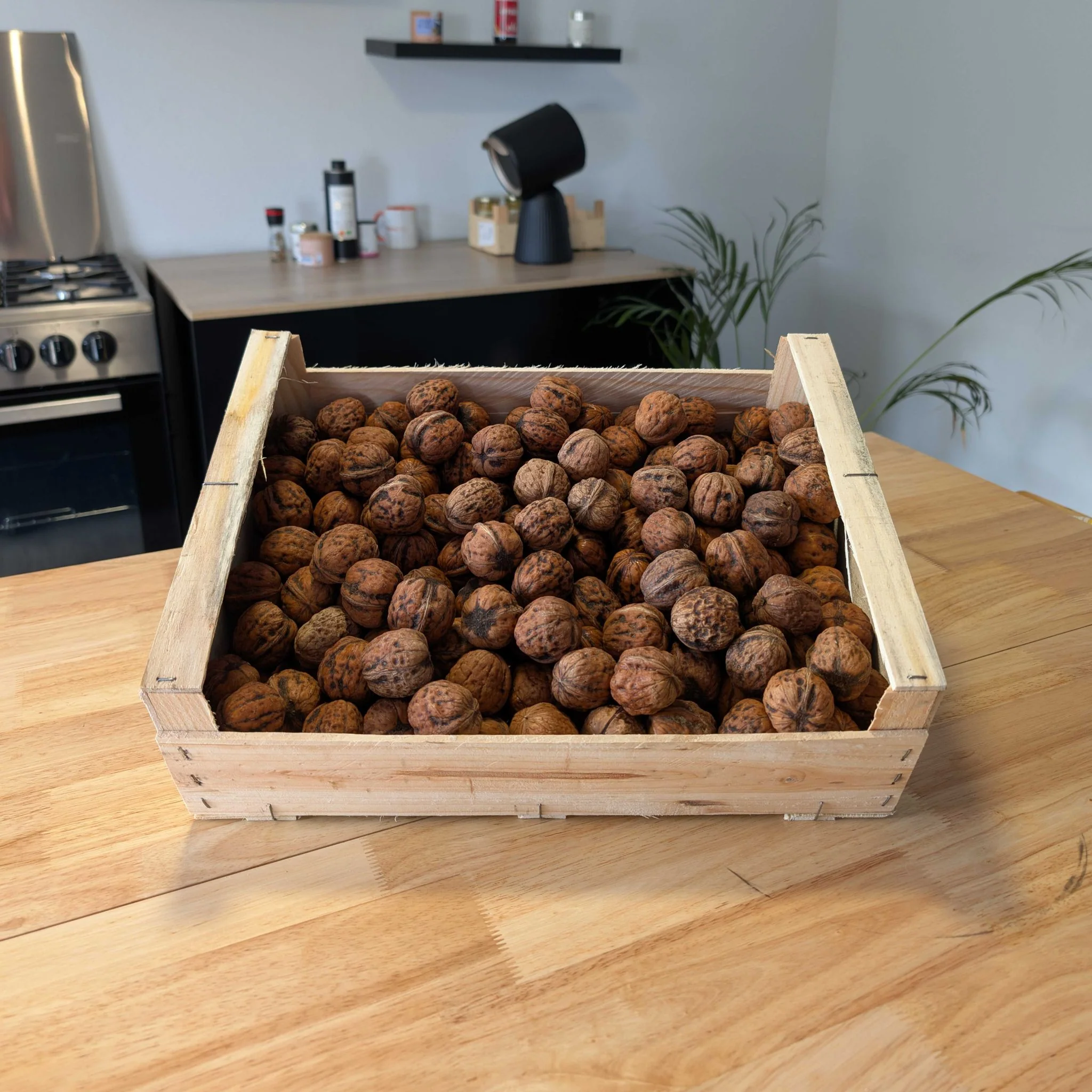 🌰 Noix françaises – Variété Lara – 5 kg – Calibre 36+