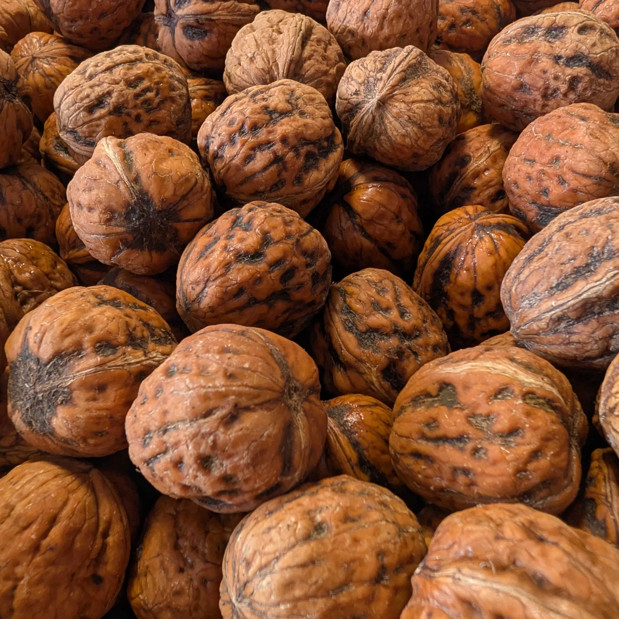 🌰 Noix françaises – Variété Lara – 5 kg – Calibre 36+ - Image 2