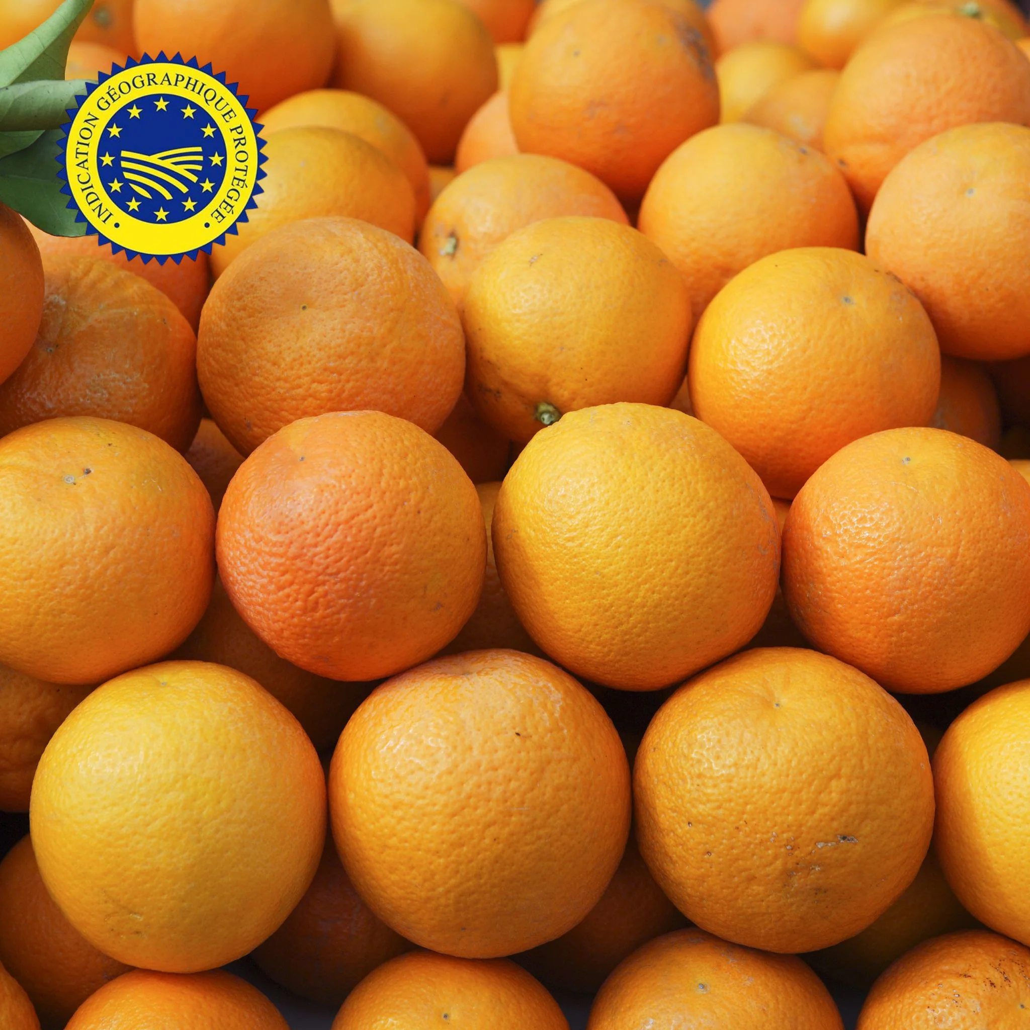 đ Oranges Ă jus Navelina IGP â 1kg