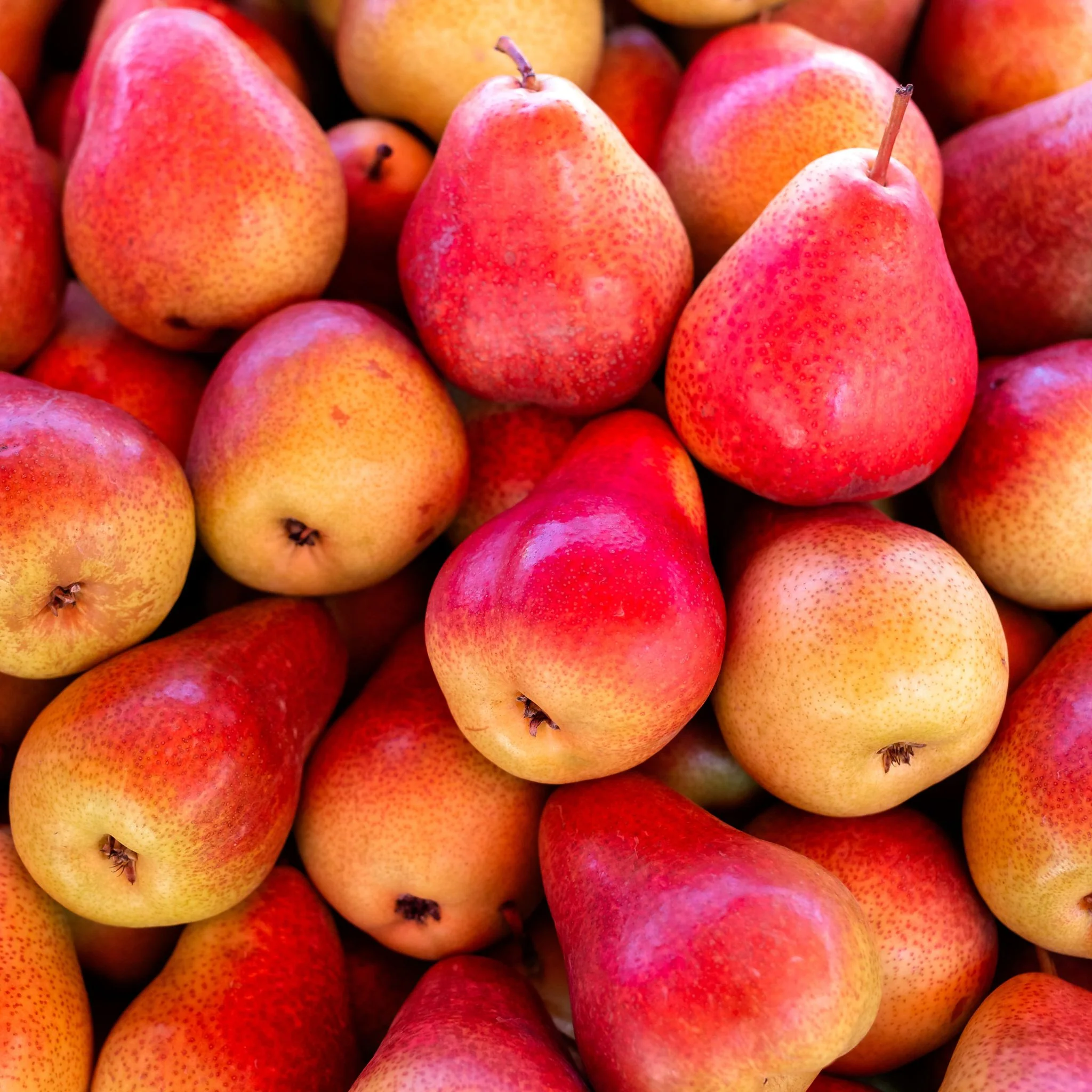 đ Poire Williams Rouge â 1 kg