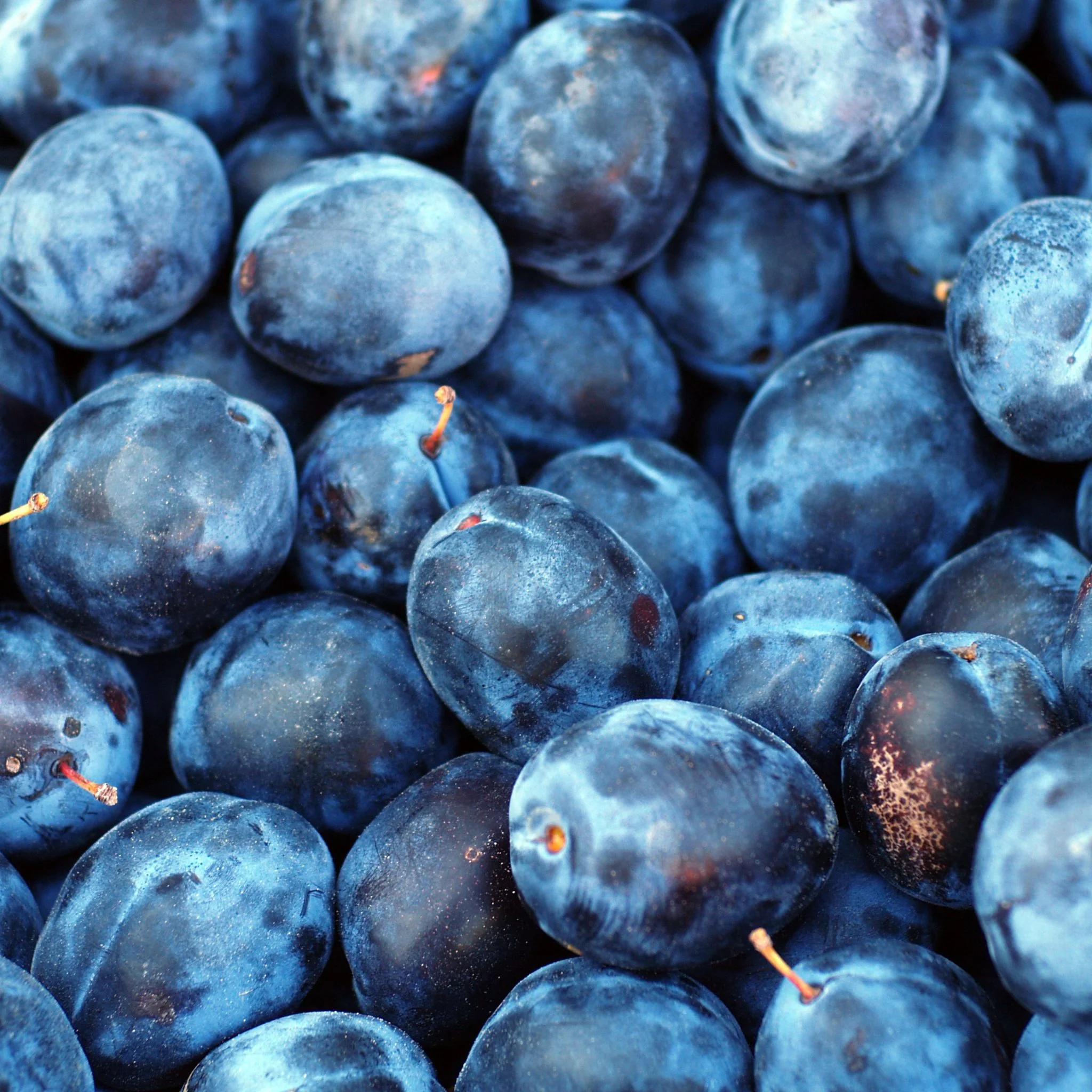 đ Prune Bleue Cacaks â 1 kg â Saveur Authentique de Lorraine
