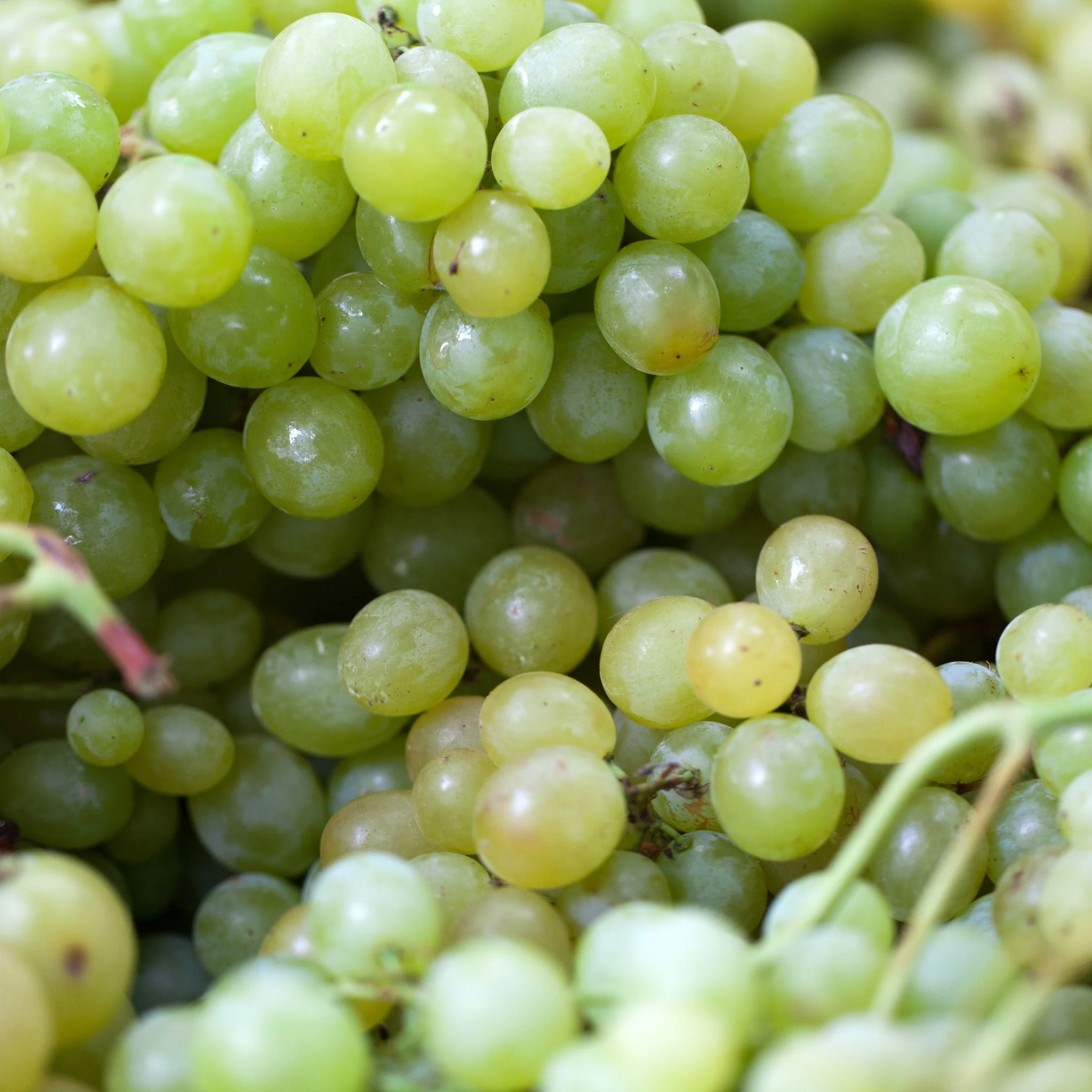🍇 Raisin blanc Italia 🇮🇹 – 1 kg – 100% extra, origine Sicile 🇮🇹 - Image 2