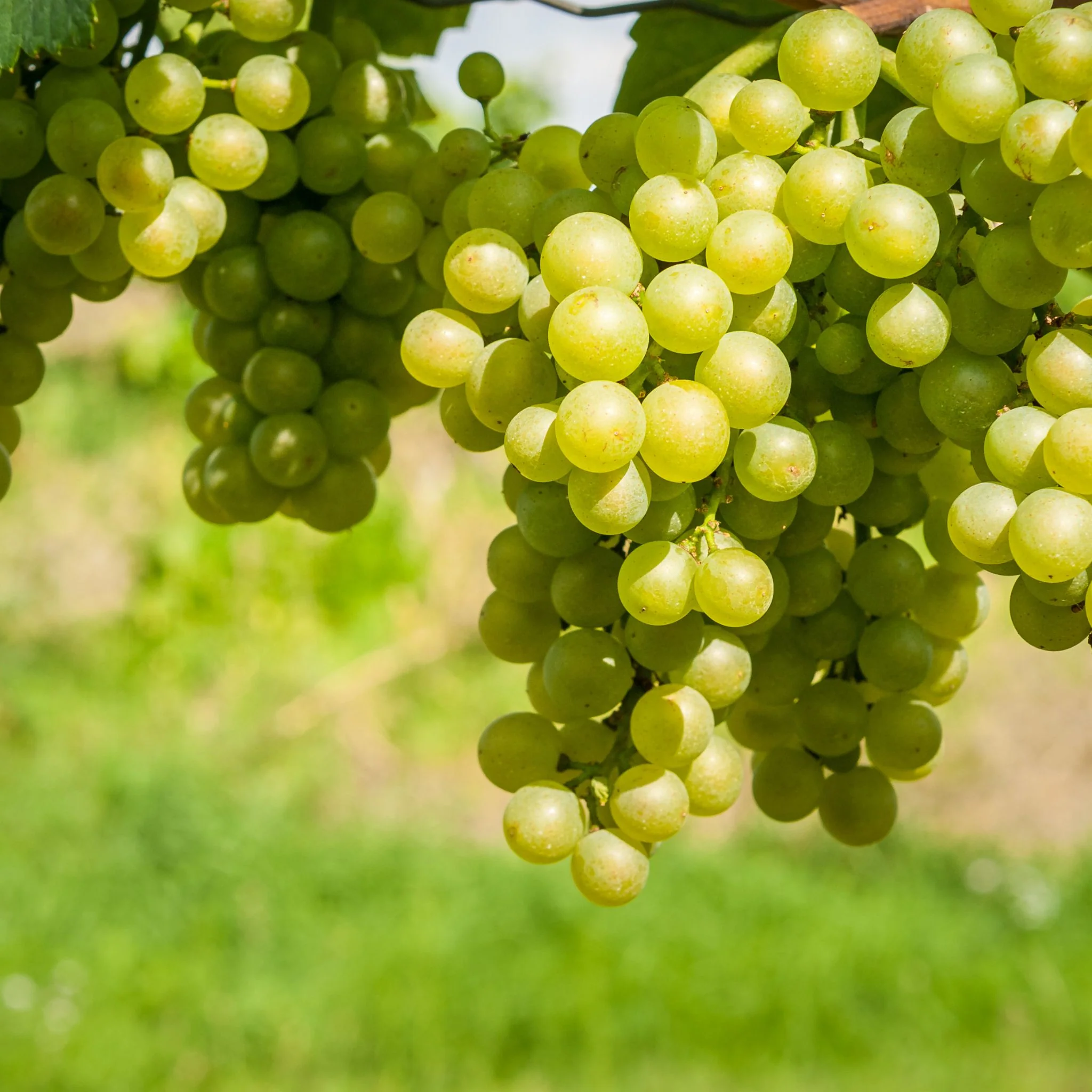🍇 Raisin blanc Italia 🇮🇹 – 1 kg – 100% extra, origine Sicile 🇮🇹 - Image 3
