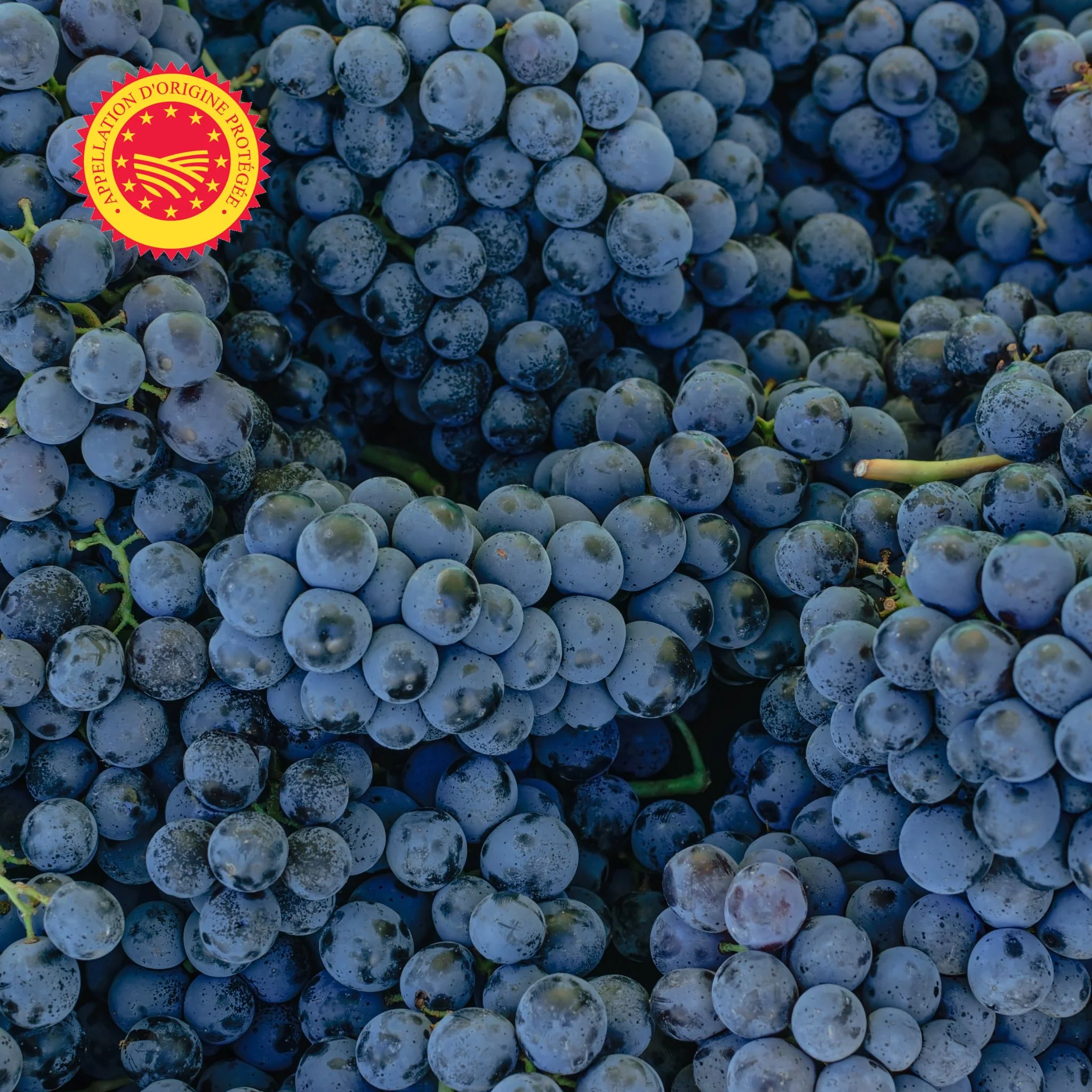 đ Raisin Muscat du Ventoux AOP â 1âŻkg