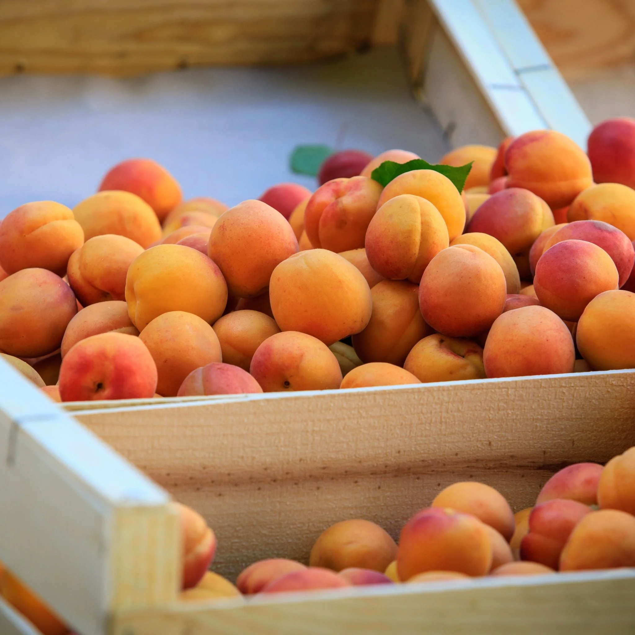 đ Abricot confiture - Colis de 5kg