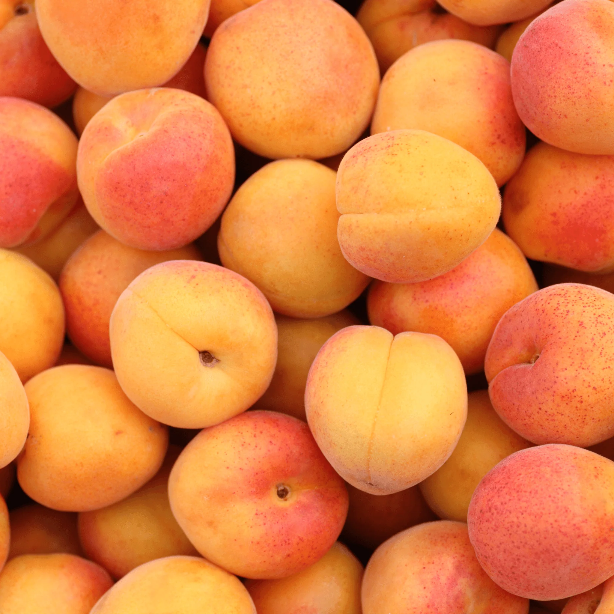 đ Abricot confiture - Colis de 5kg - Image 2
