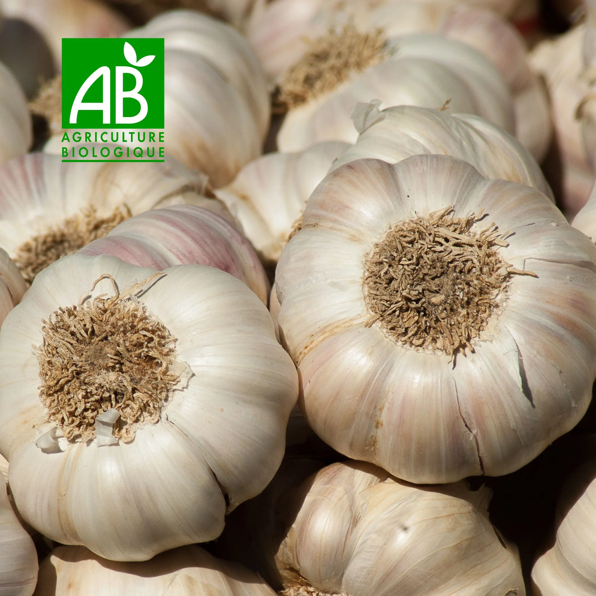 đ§ Ail nouveau BIO â 500 g