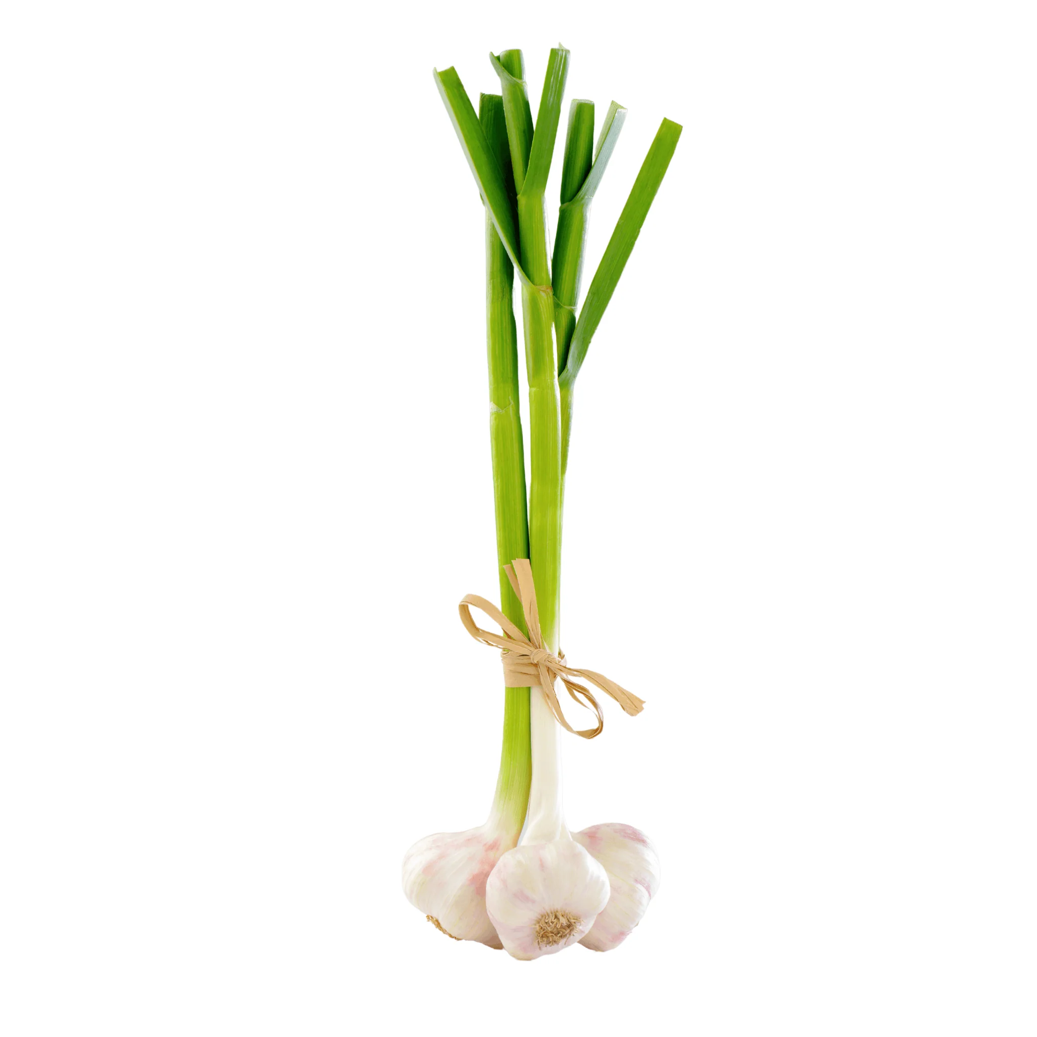 Ail BIO - Botte