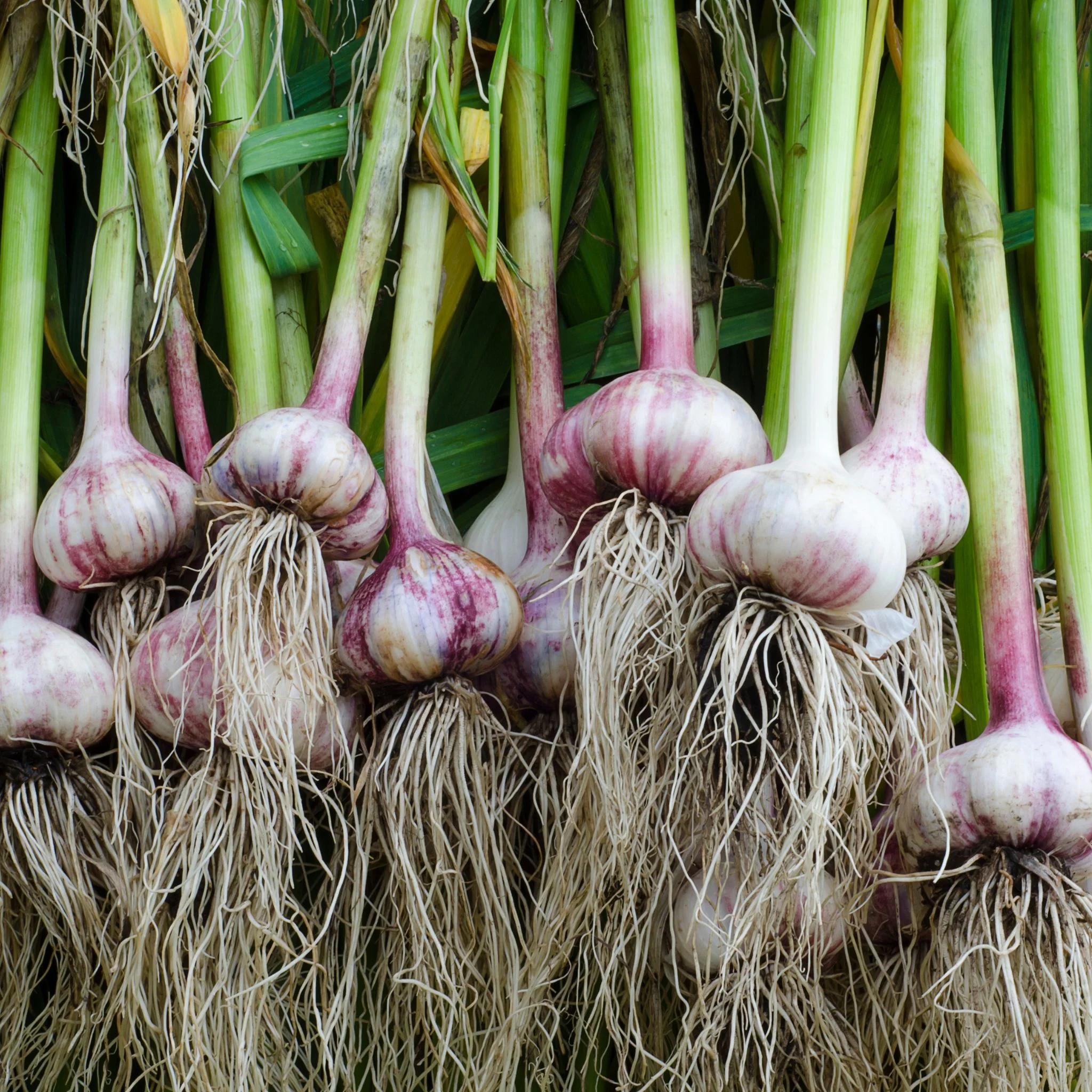 đ§ Ail Violet Frais â 1 kg