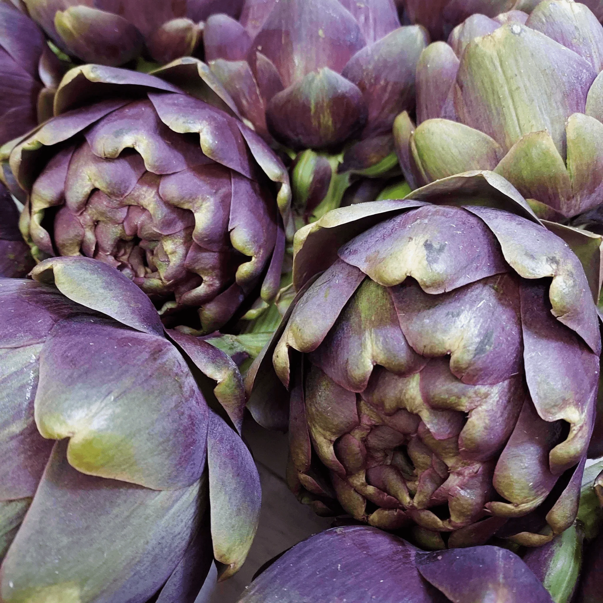 🌿 Artichaut Violet – 1 Pièce (Calibre 9/11)