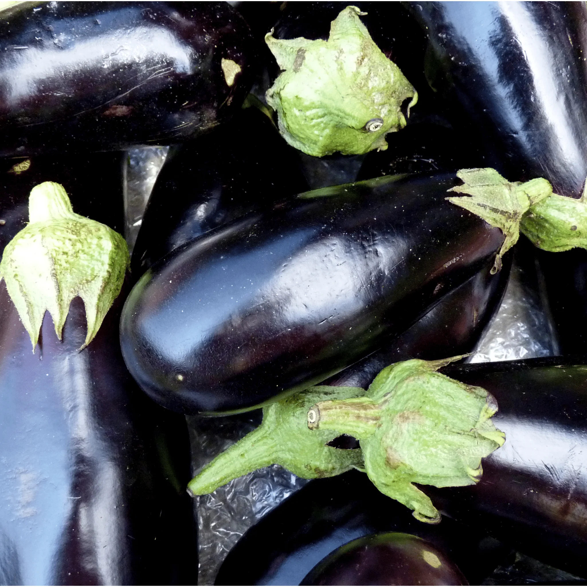 Aubergine noire BIO - 1kg