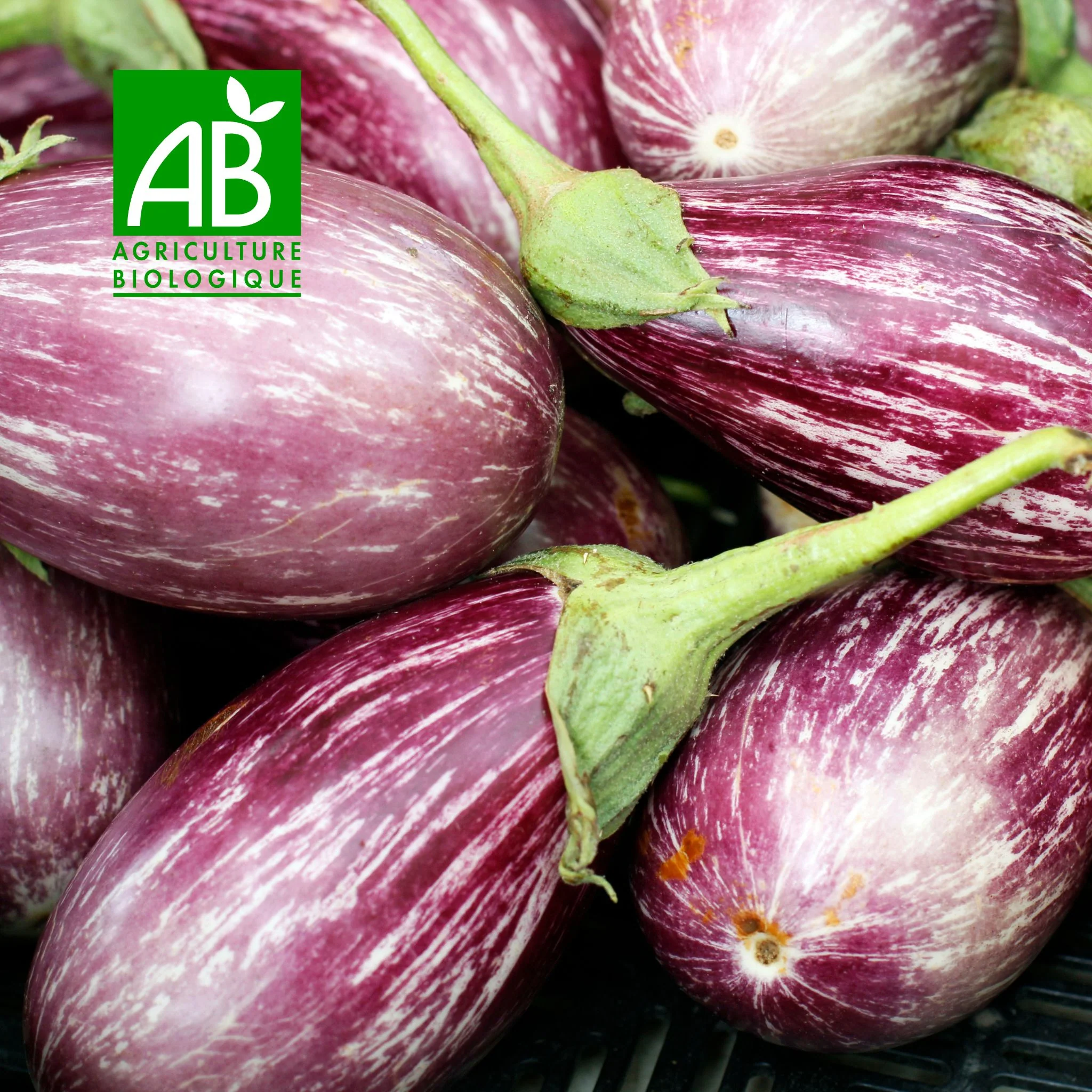 🍆 Aubergine Striée BIO – 1 kg