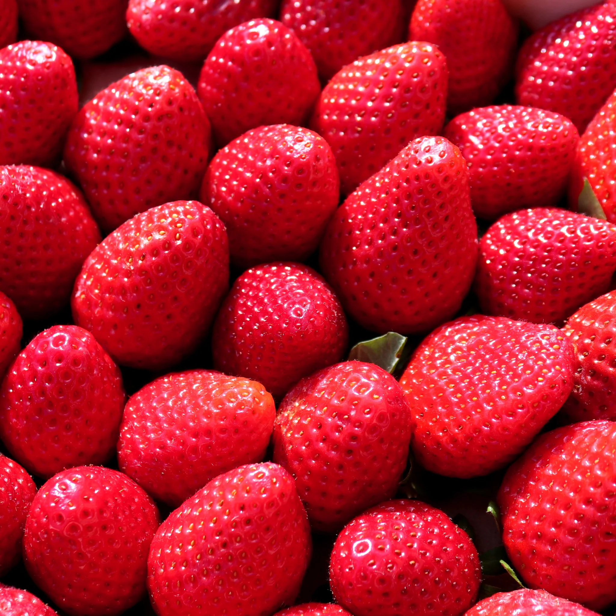 🍓 Fraises Rondes – Barquette de 500g