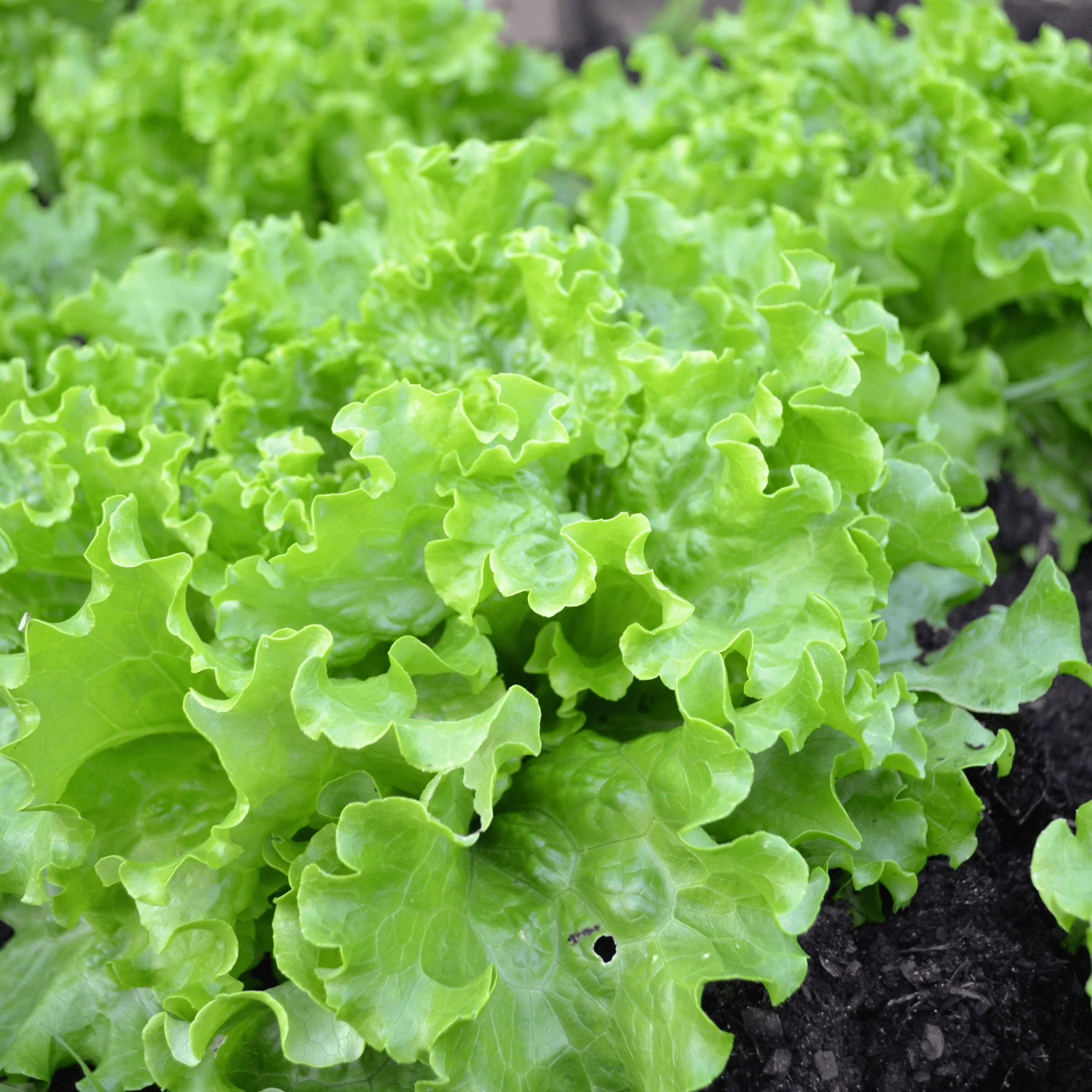 🥬 Salade Batavia – 1 Pièce