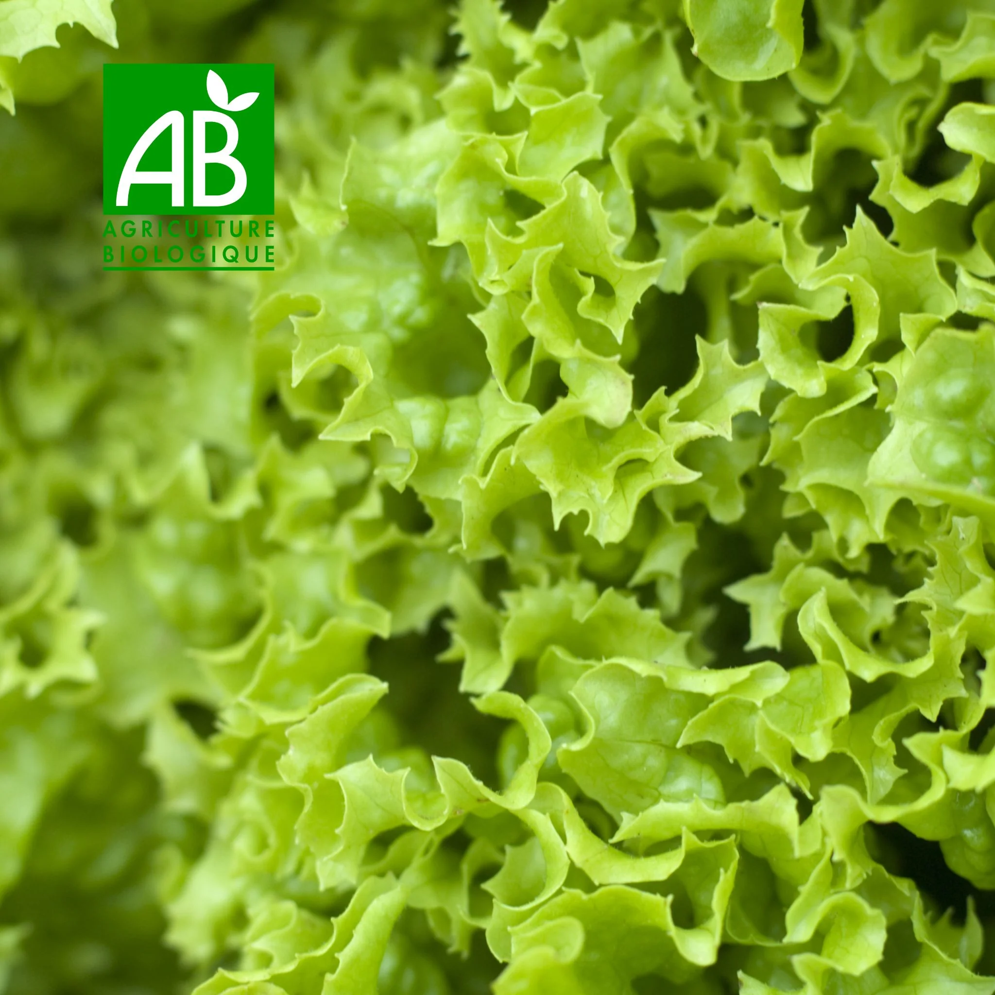 🥬 Batavia BIO – 1 Pièce