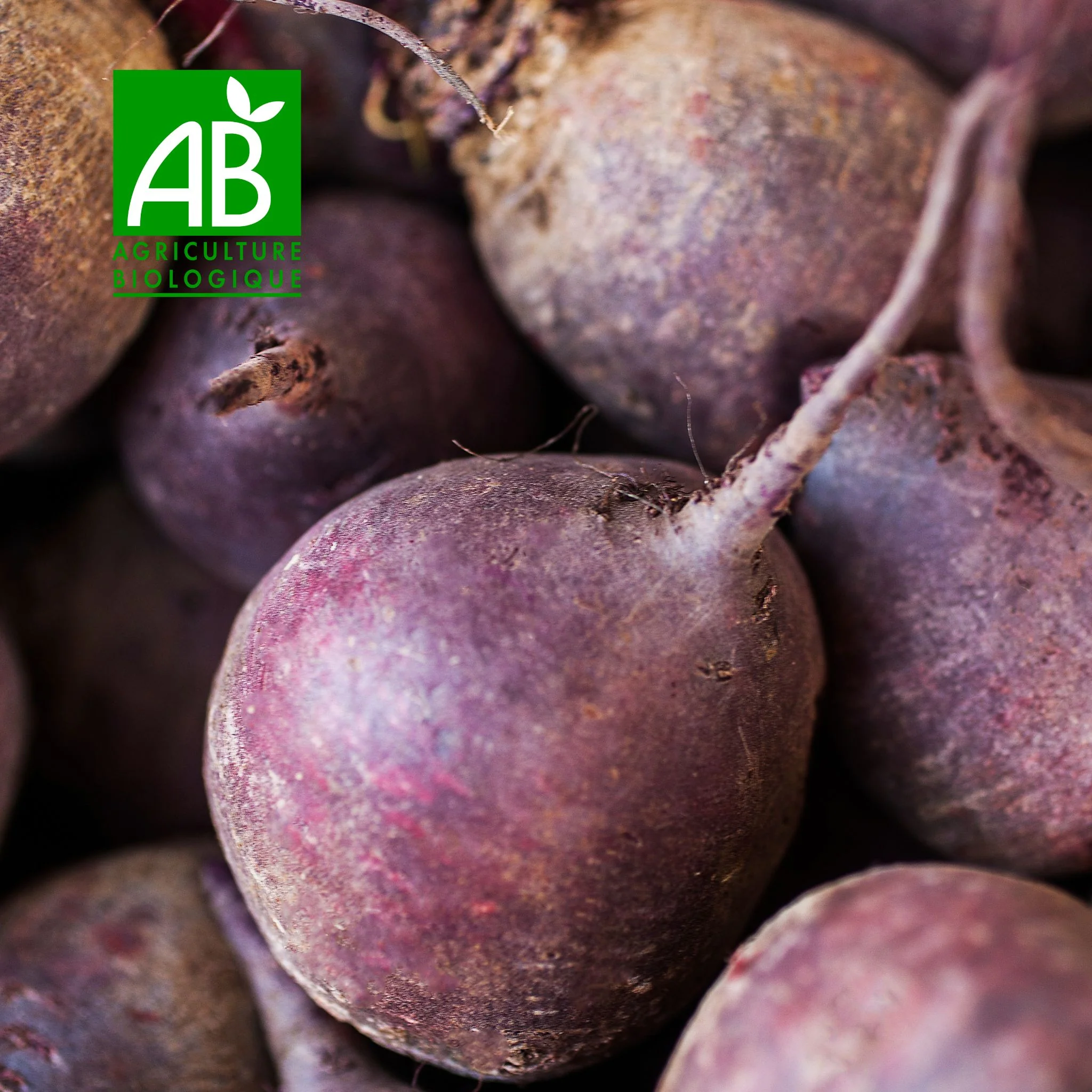 🥬 Betterave Rouge BIO – 1kg