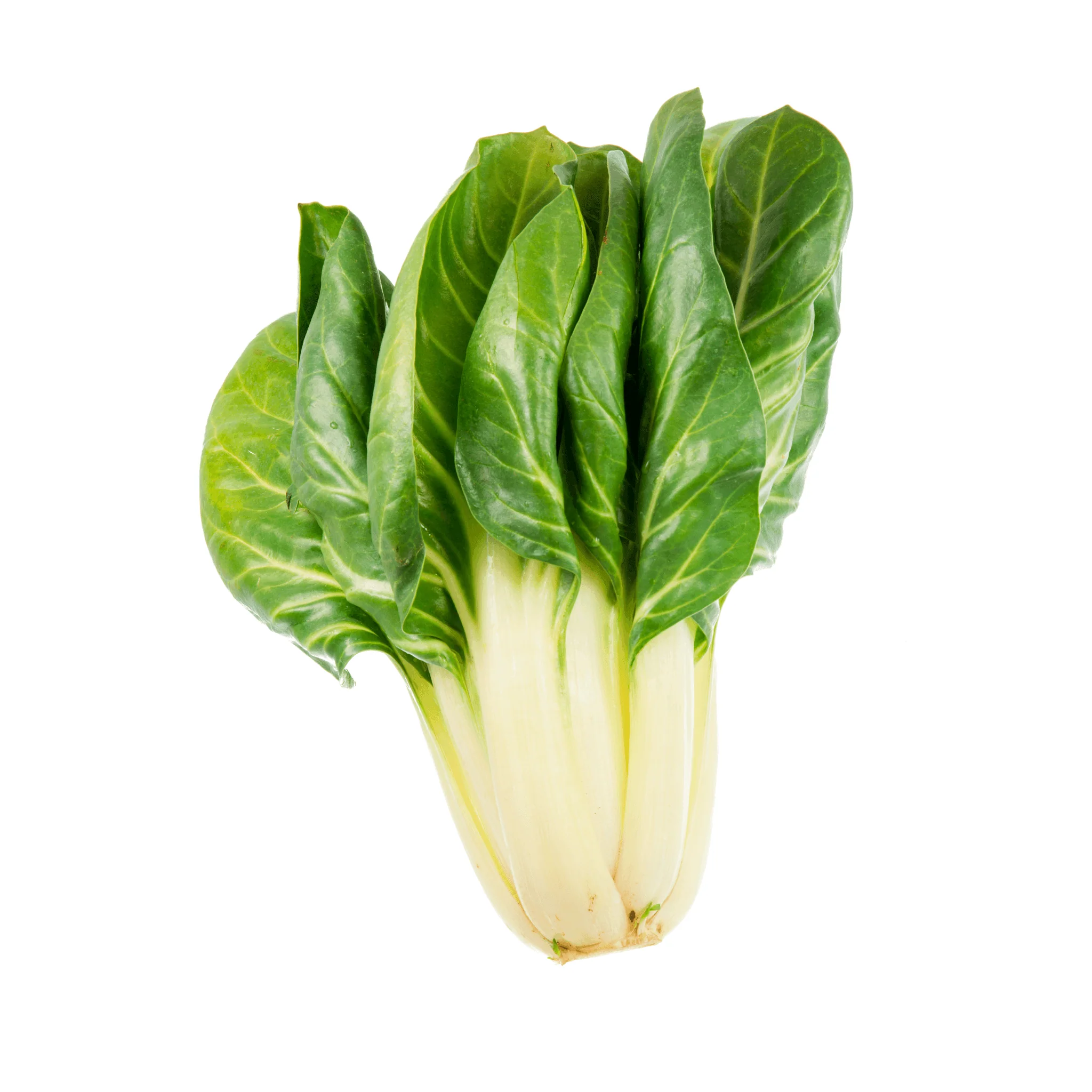 Blette BIO - botte