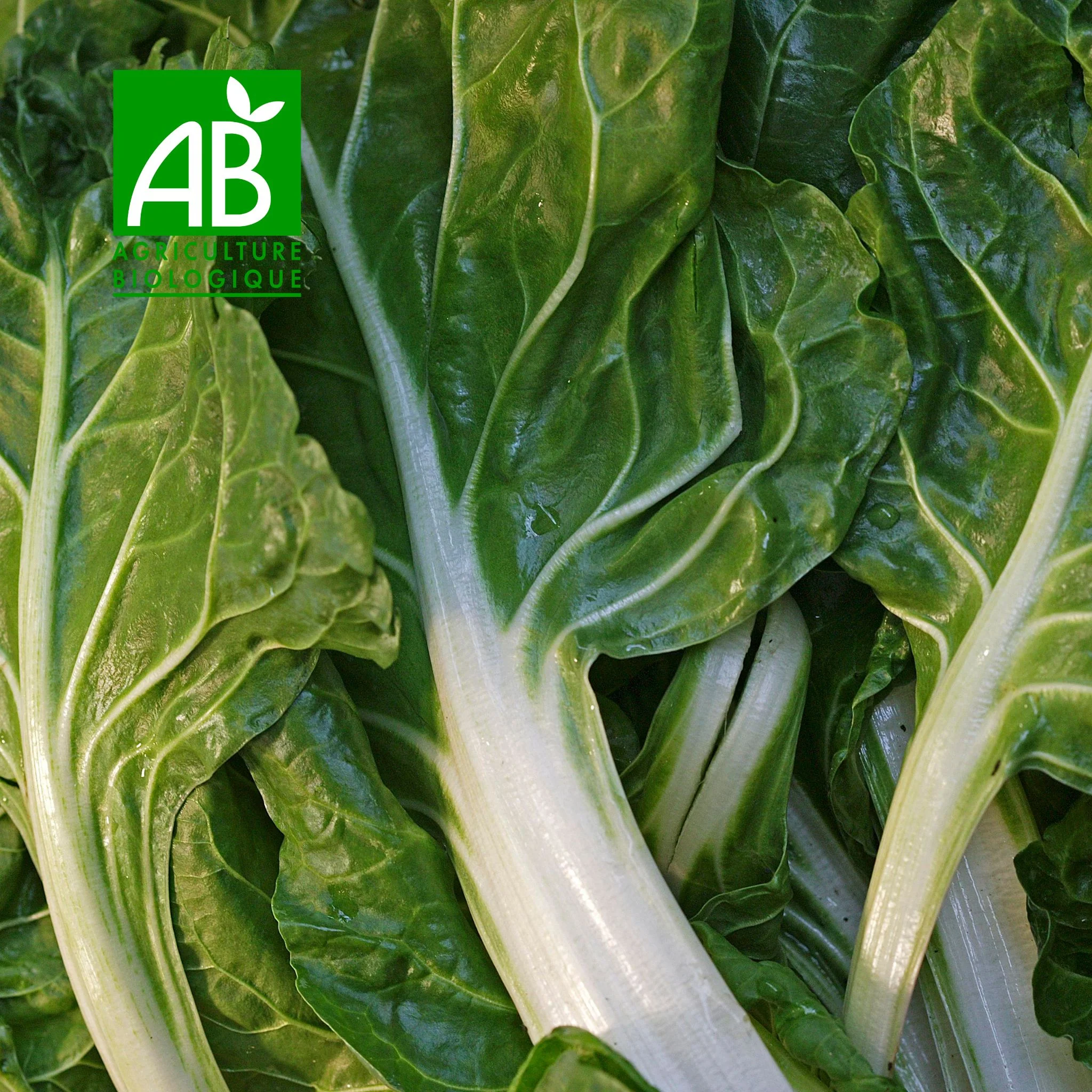 đż Blettes Ă carde BIO â 500 g