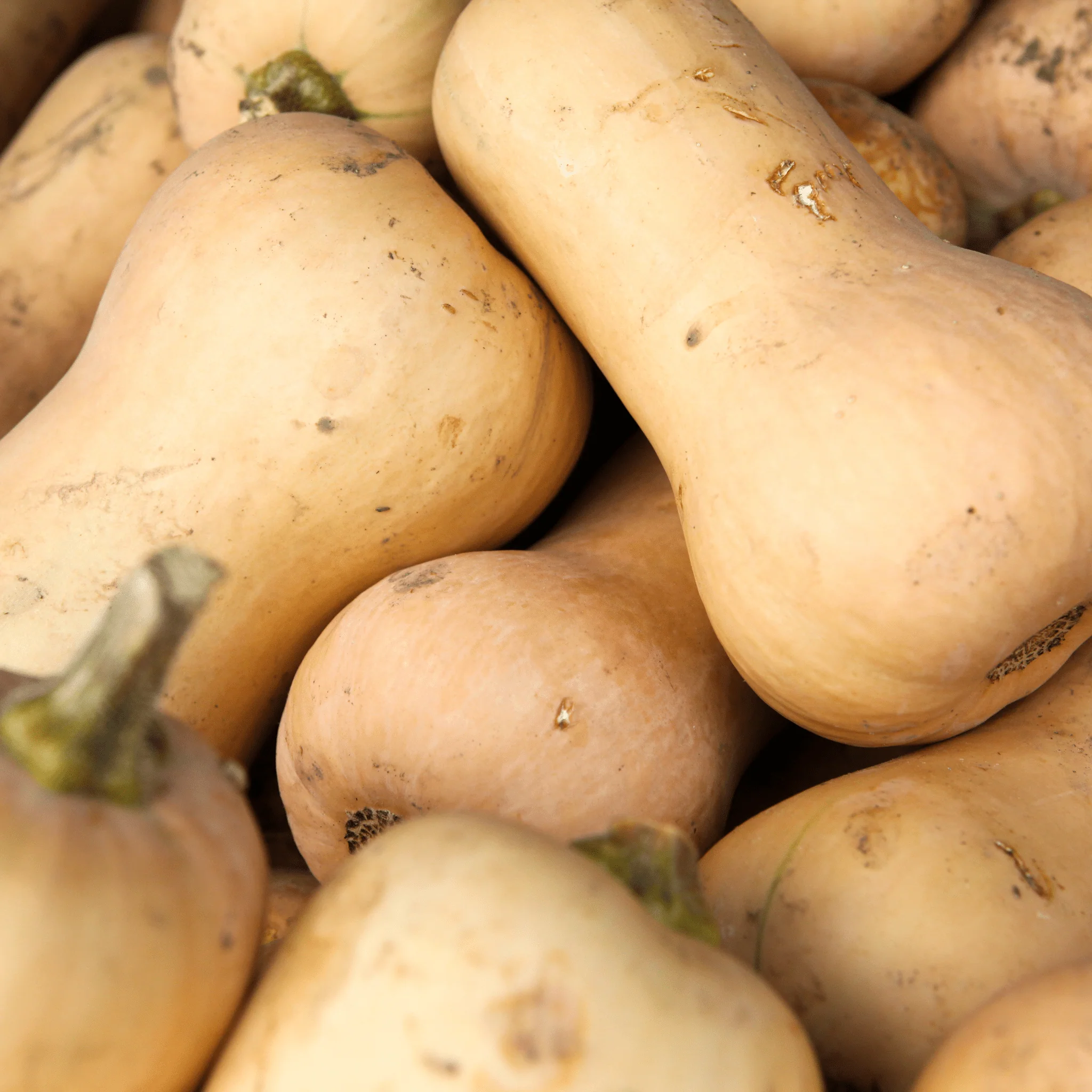 Butternut BIO – Unité (entre 1 et 2 kg) 🇫🇷