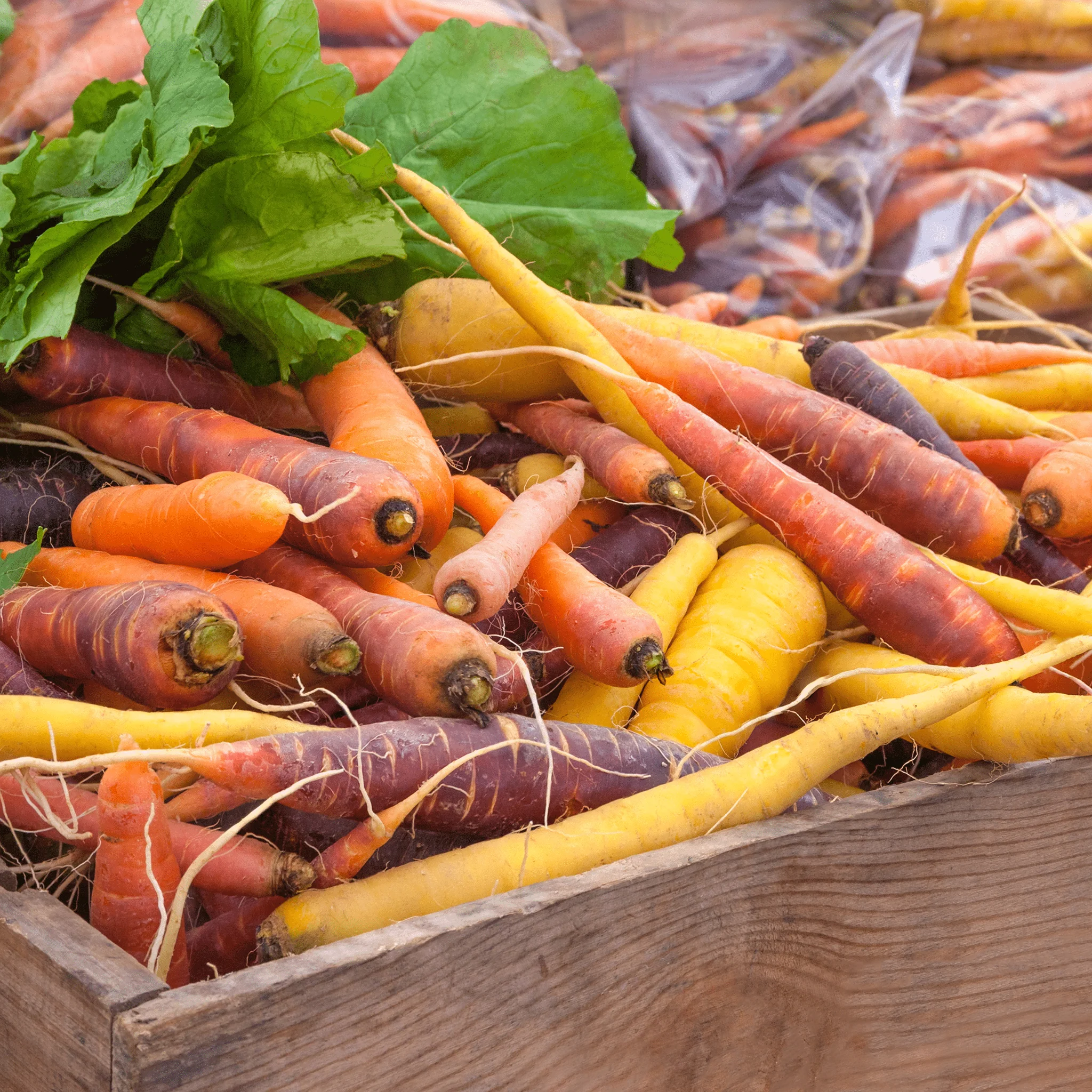 đ„ Carottes de Couleurs â 1 botte