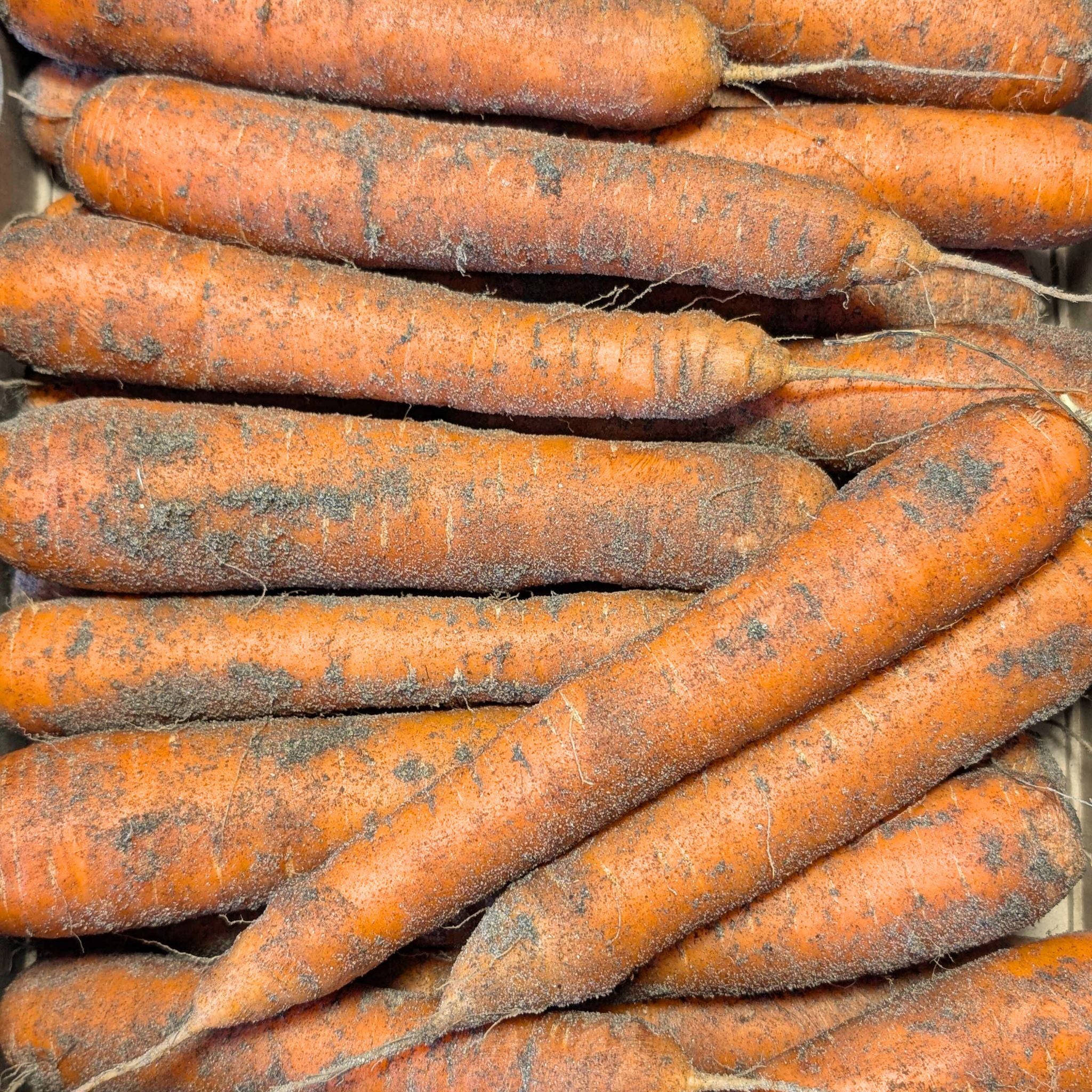 đ„ Carottes des Sables de CrĂ©ances - Label Rouge (Non LavĂ©es)
