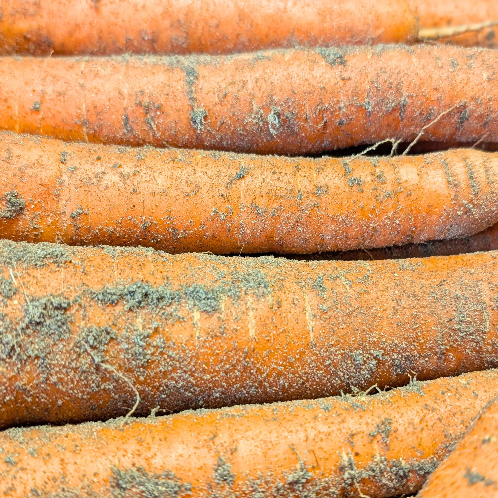 đ„ Carottes des Sables de CrĂ©ances - Label Rouge (Non LavĂ©es) - Image 3