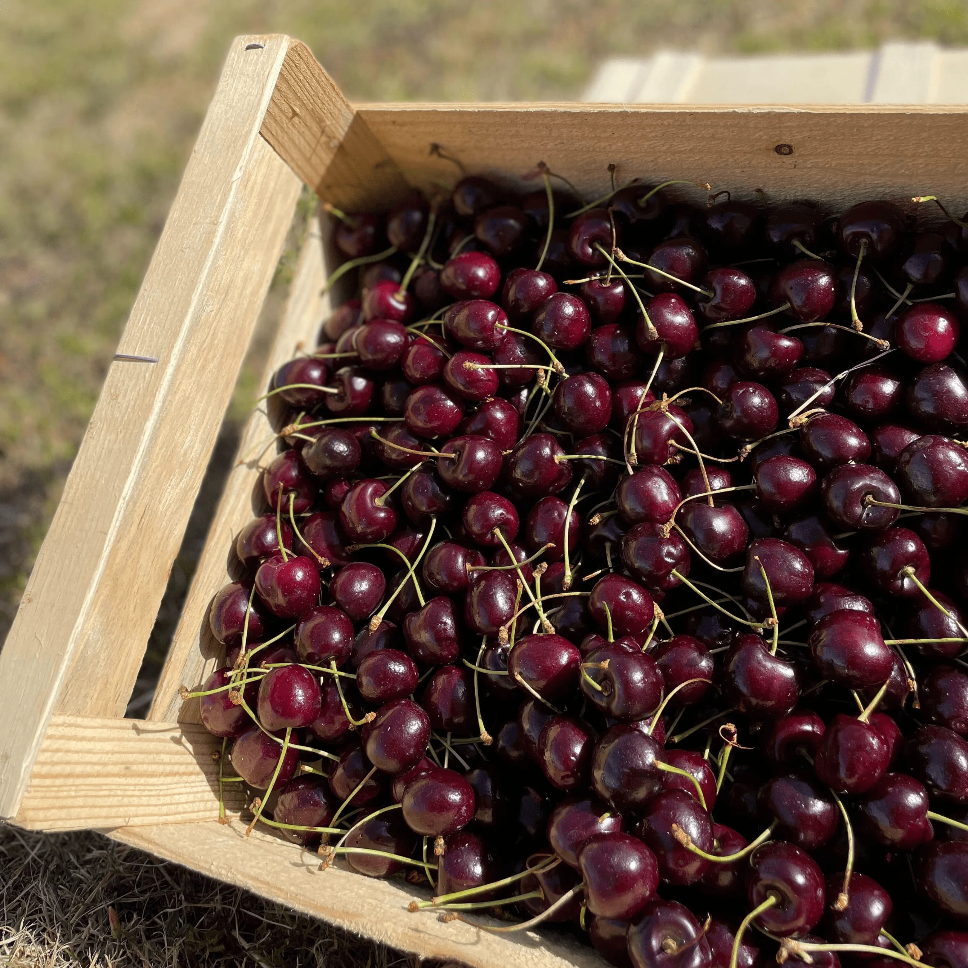 🍒 Cerises – 500g