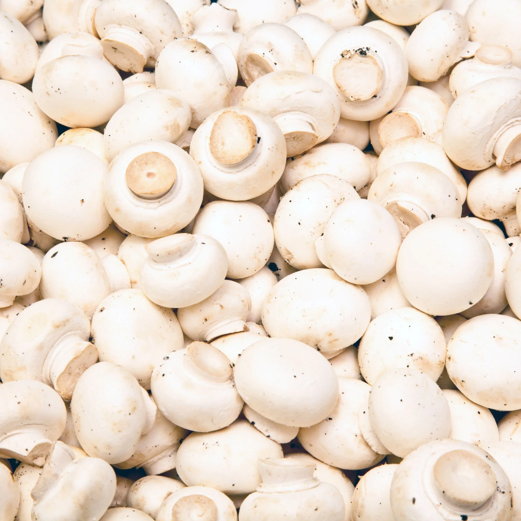 đ Champignons de Paris â 500g