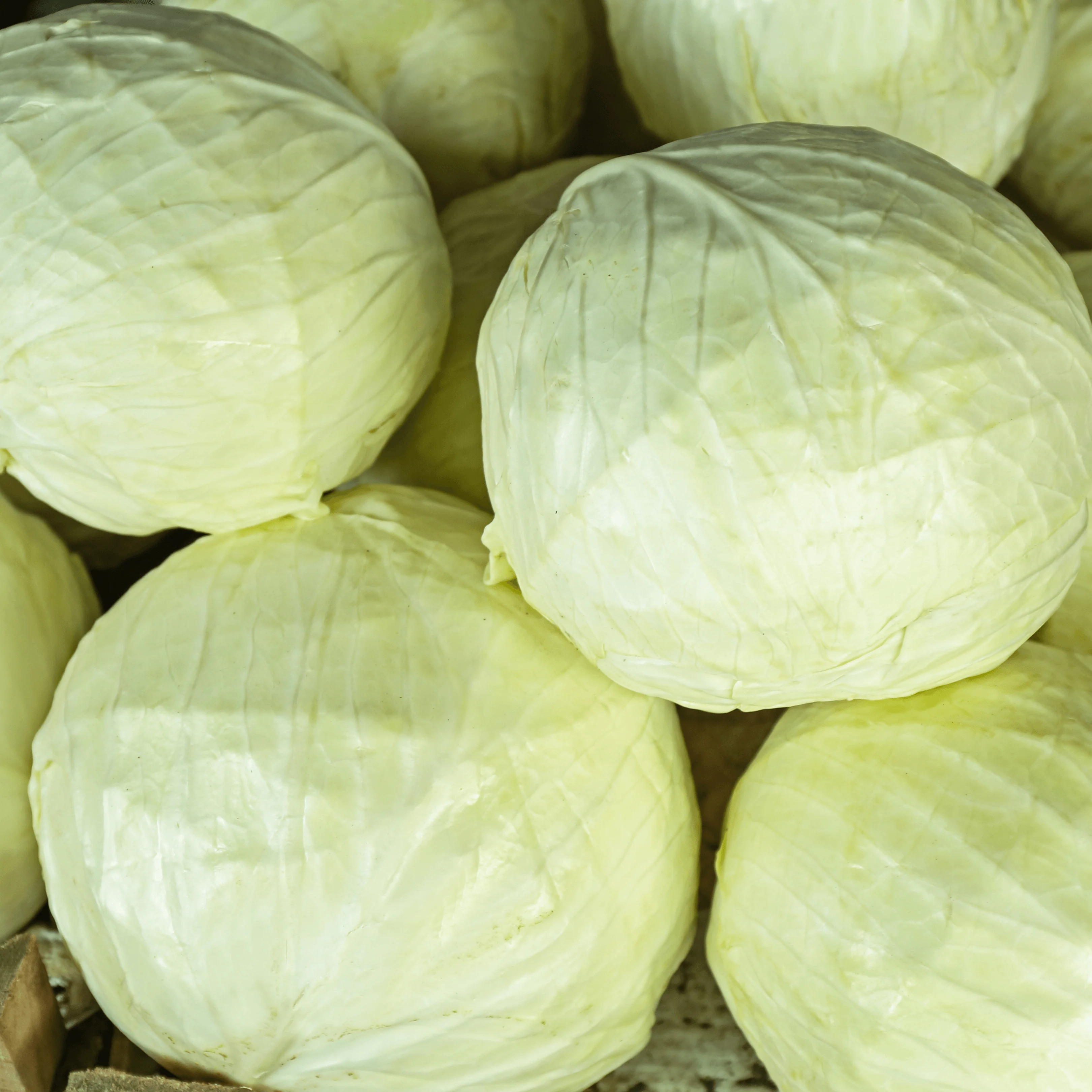 🥬 Chou Blanc – 1 Pièce