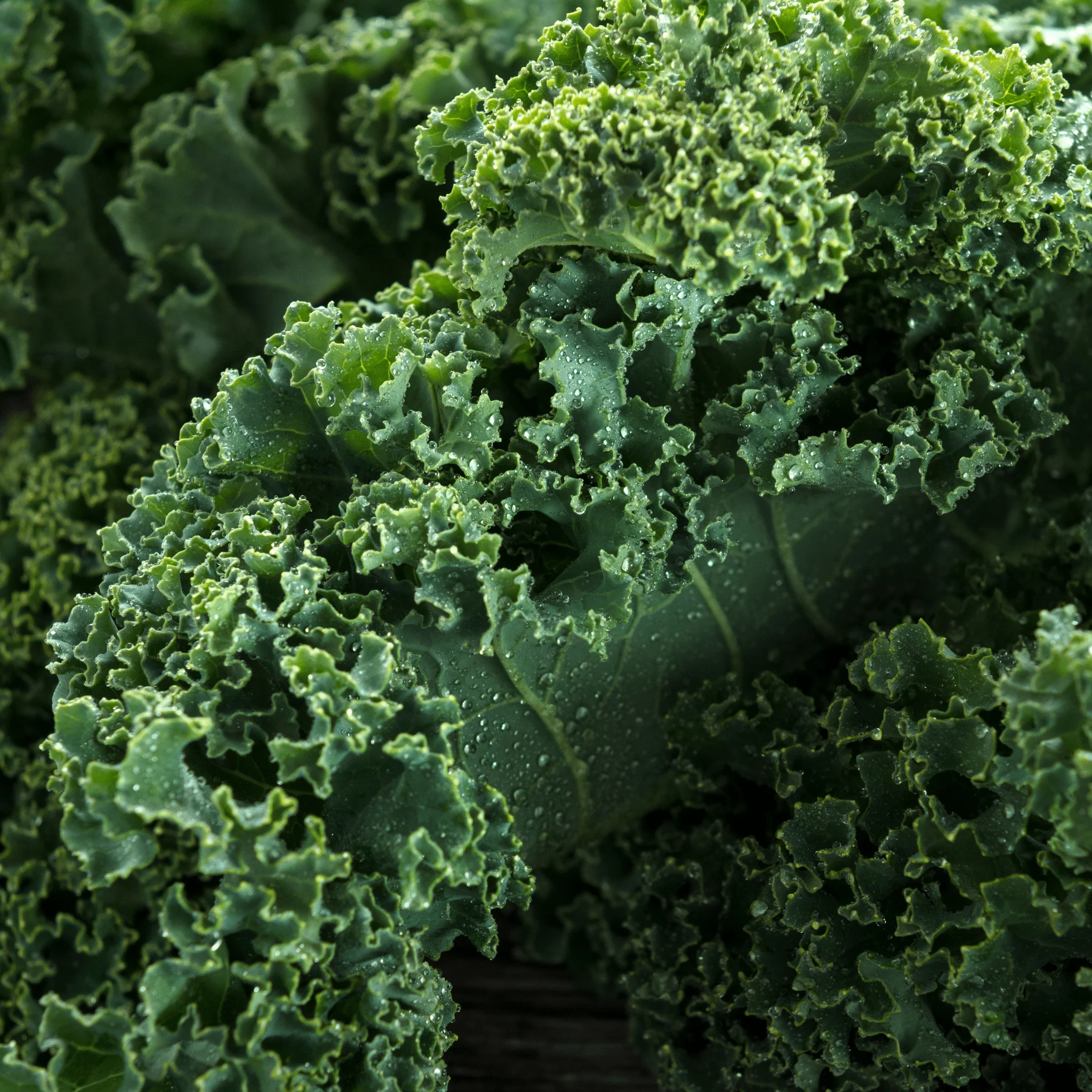 đ„Ź Chou Curly Kale â 1 Botte