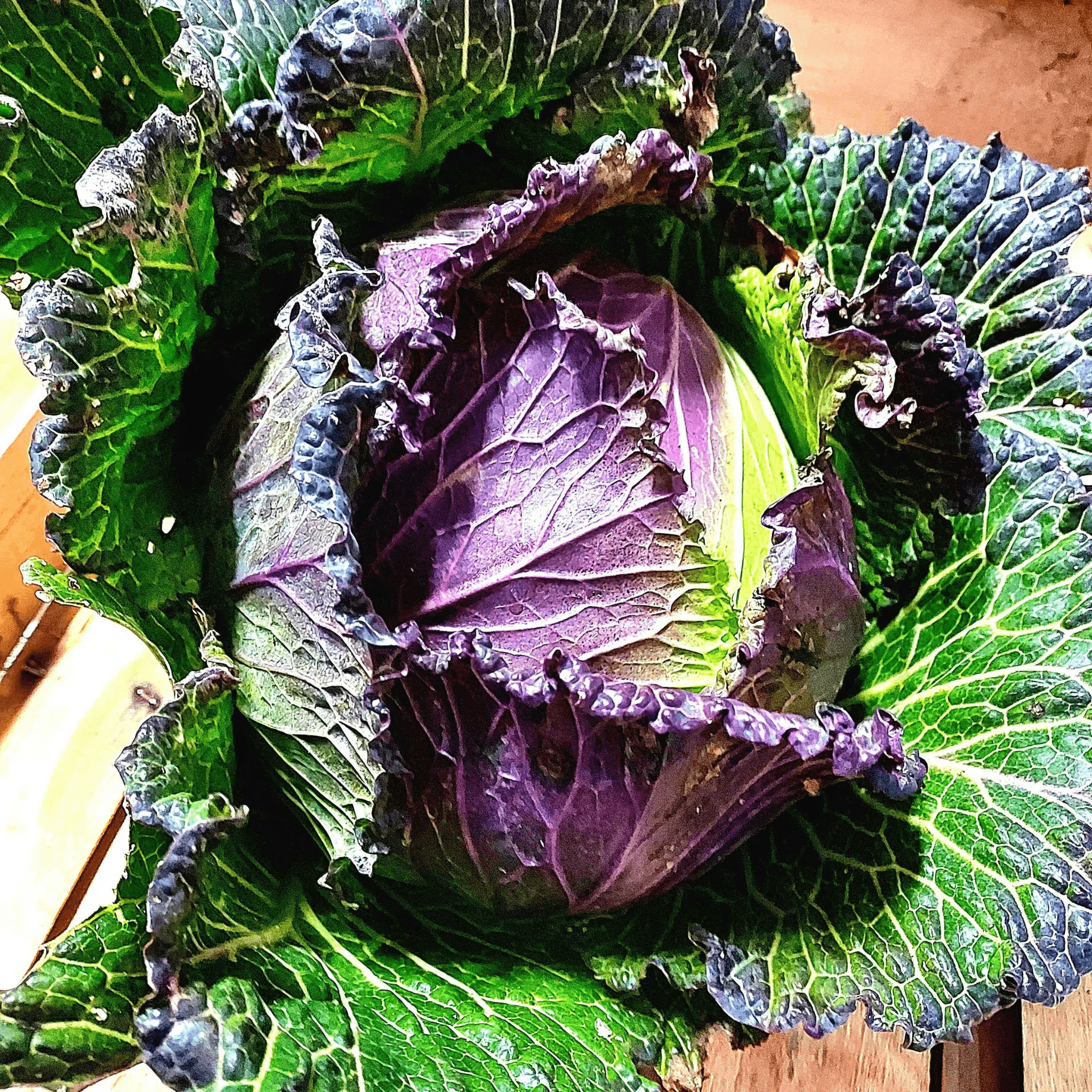 🥬 Chou Frisé BIO – 1 Pièce - Image 2