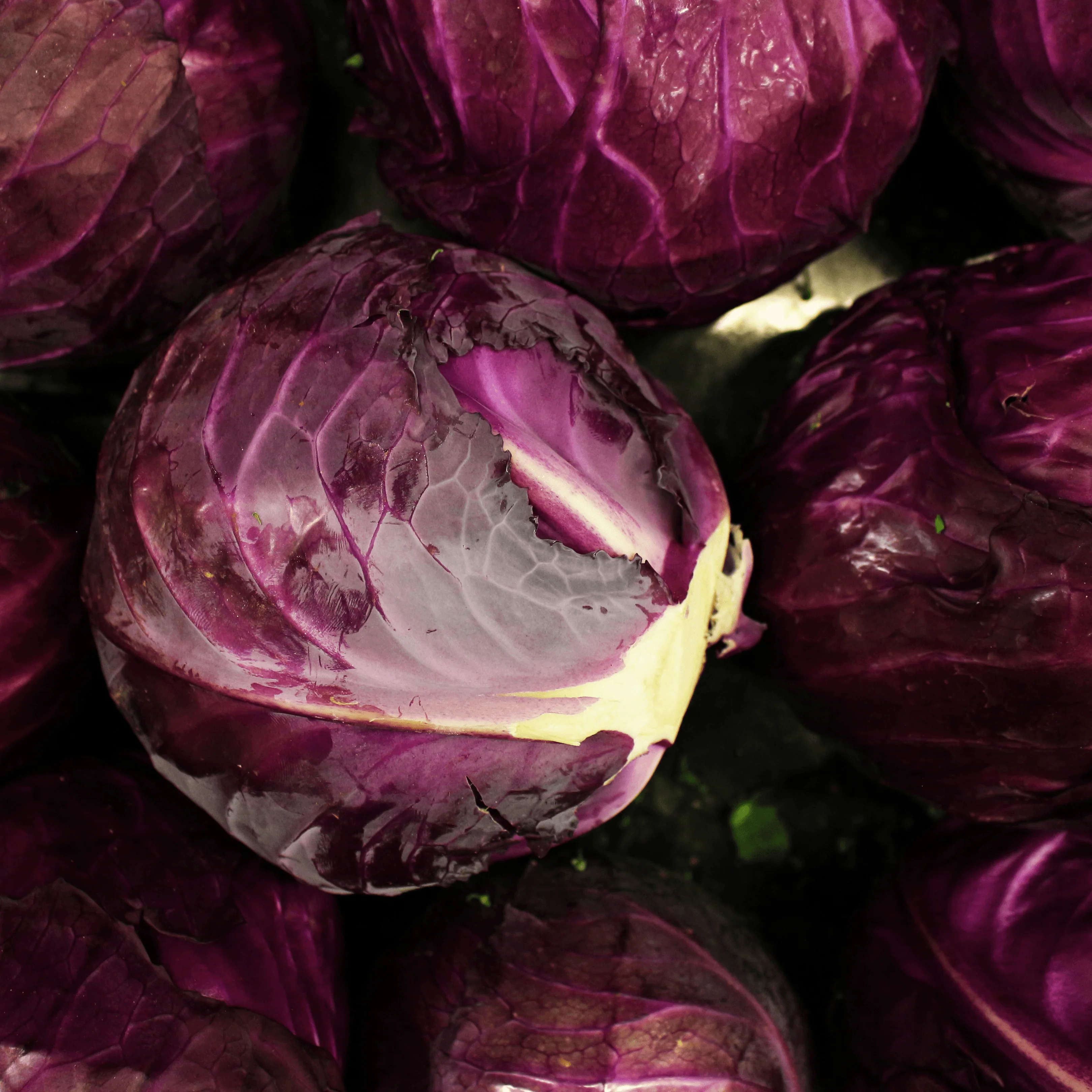 🥬 Chou Rouge – 1 Pièce