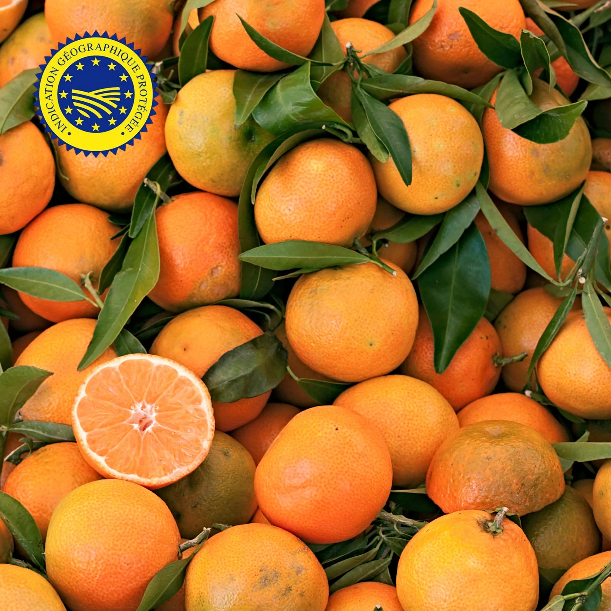 đ ClĂ©mentines de Corse IGP â 1kg