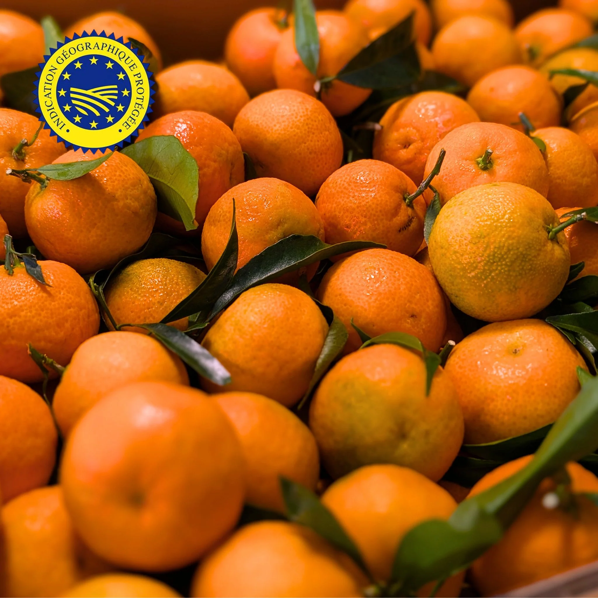 đ ClĂ©mentines de Corse IGP â Carton 5kg ou 2,5kg - Image 2