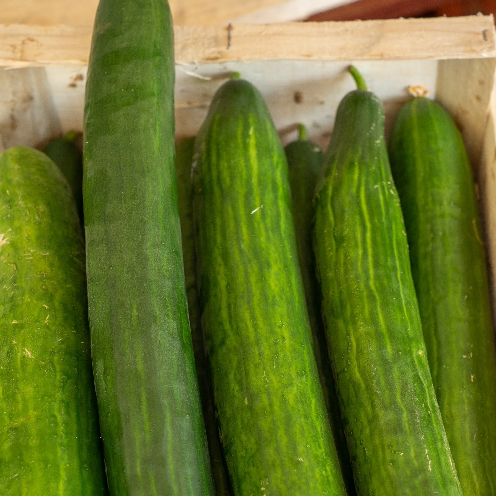 🥒 Concombre – 1 Pièce - Image 2