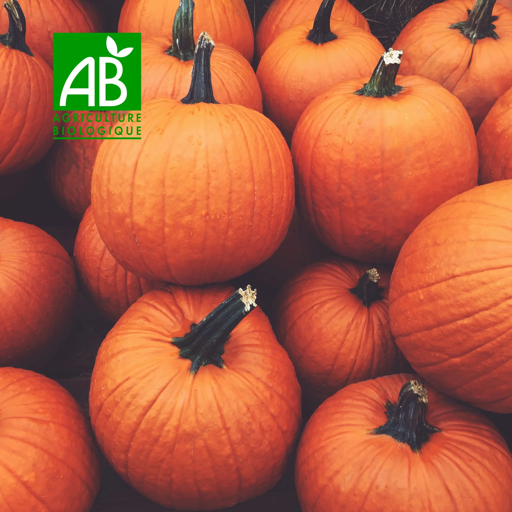 đ Courge Potimarron BIO â 1 piĂšce (â 1 Ă 1,5âŻkg)