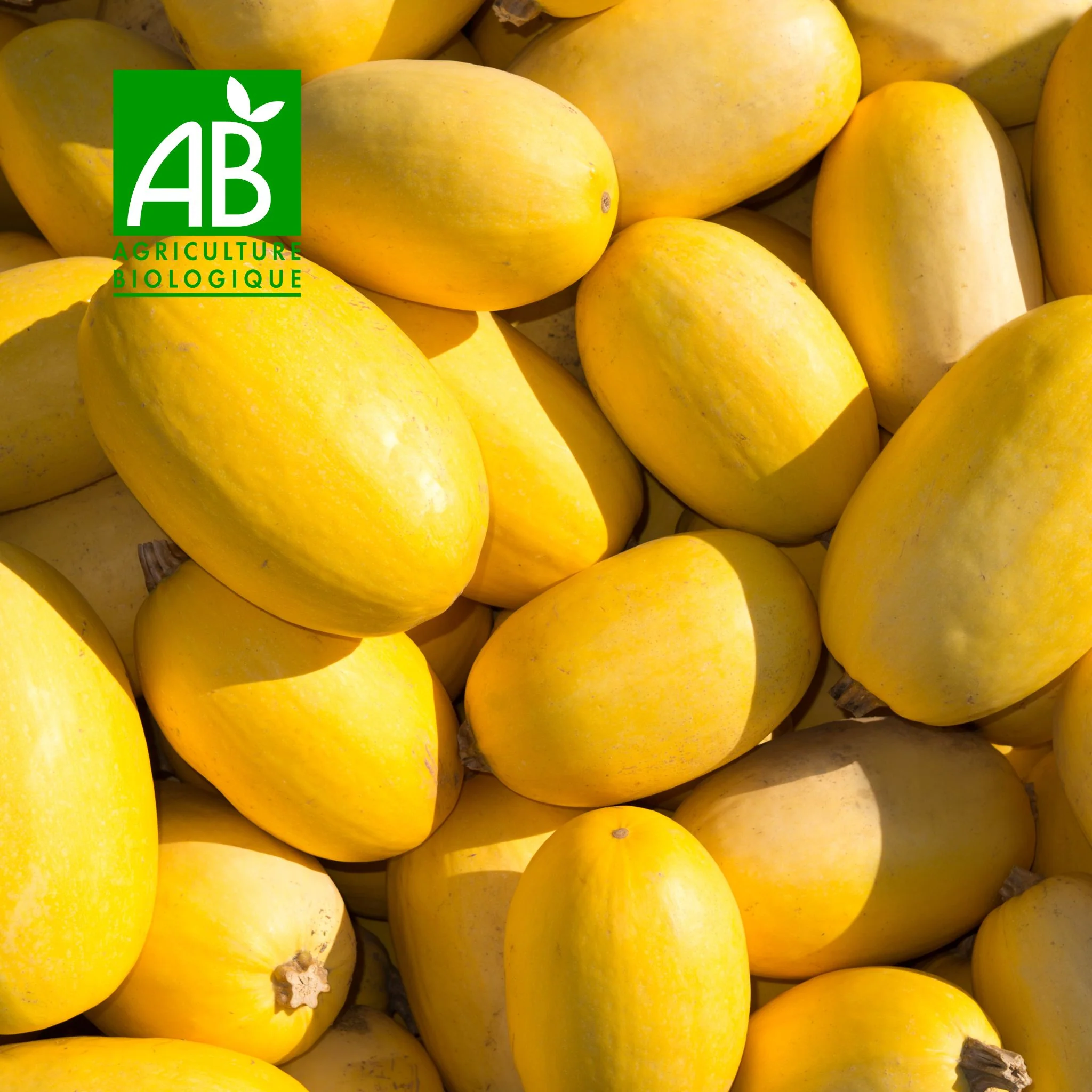 🎃 Courge Spaghetti BIO – 1 pièce (≈ 1,5 à 2 kg)