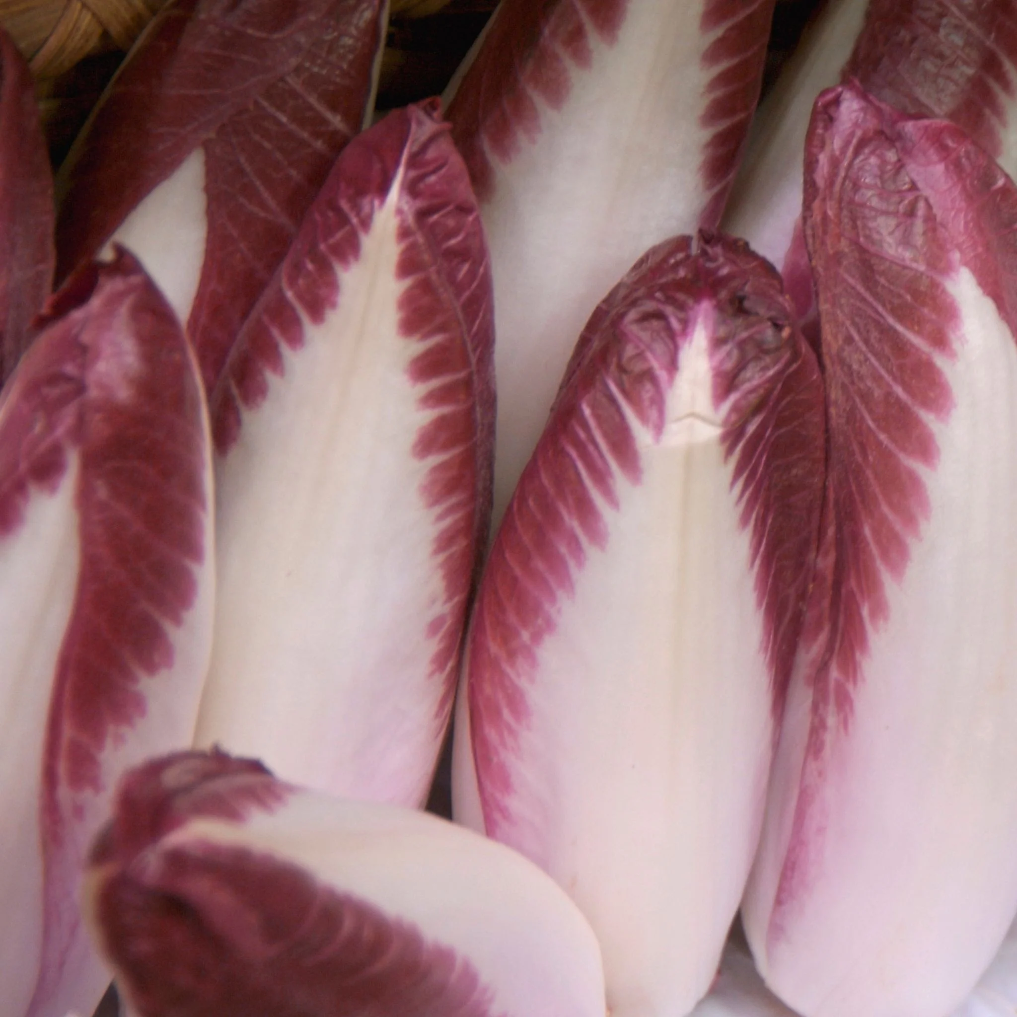 đż Endives rouge - 1kg