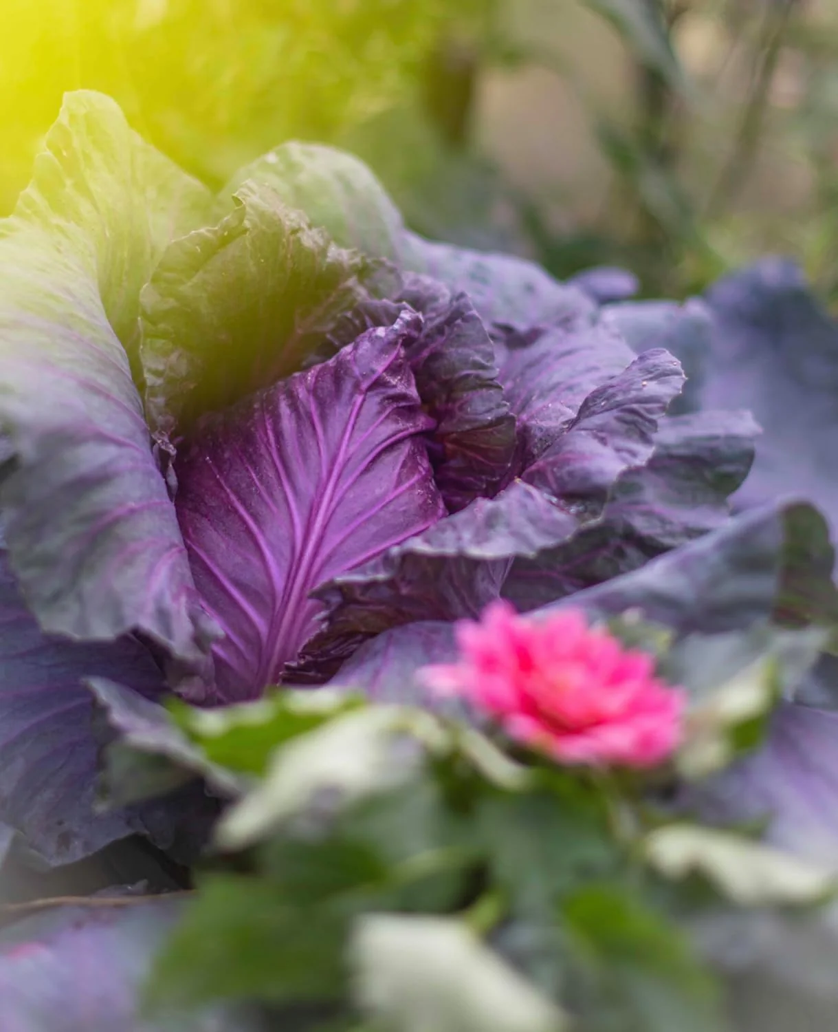 Fabuleux légumes – 80 recettes de mon jardin 🥕🥦 - Image 3
