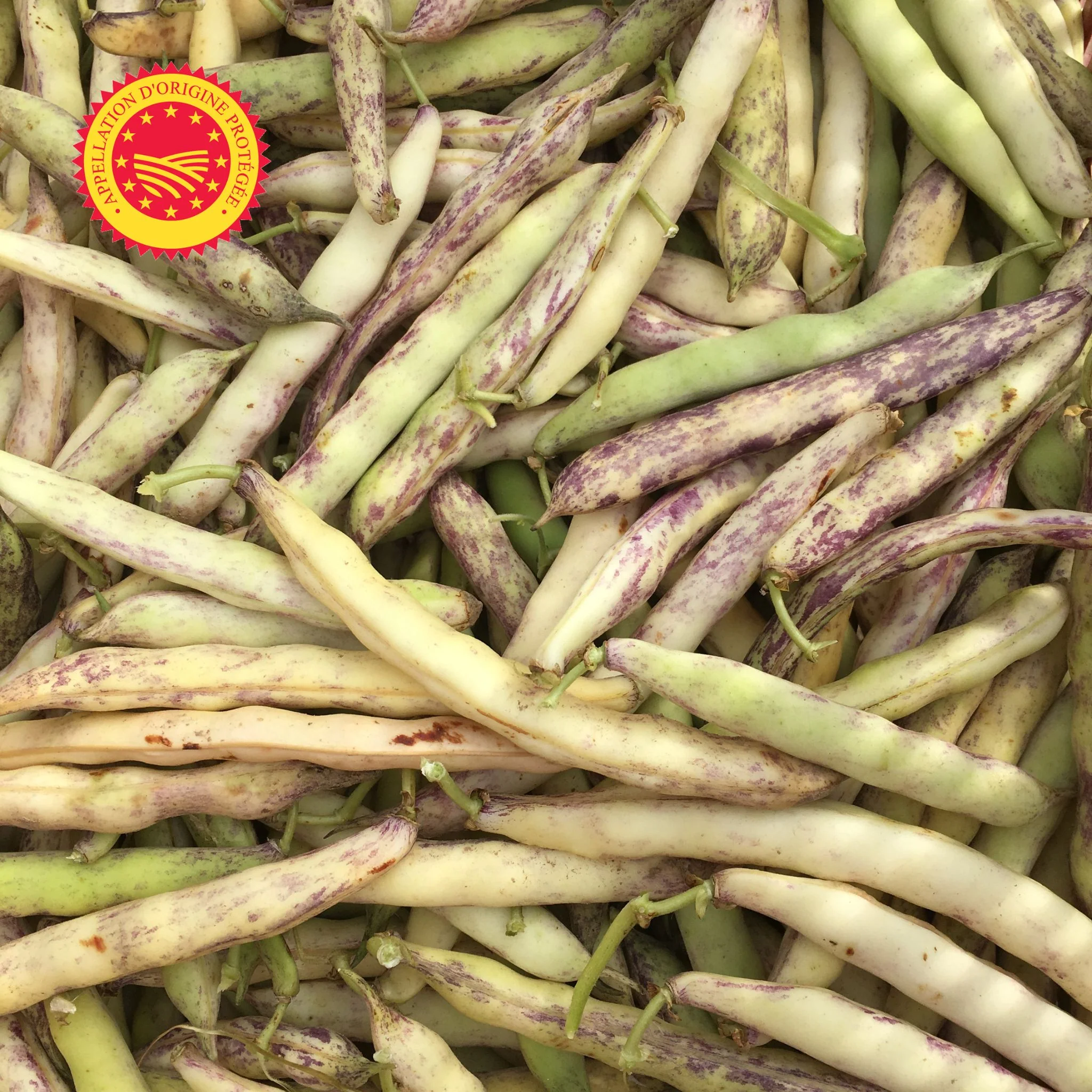 đ€ Haricot Coco de Paimpol AOP â 1 kg â TrĂ©sor IodĂ© de Bretagne