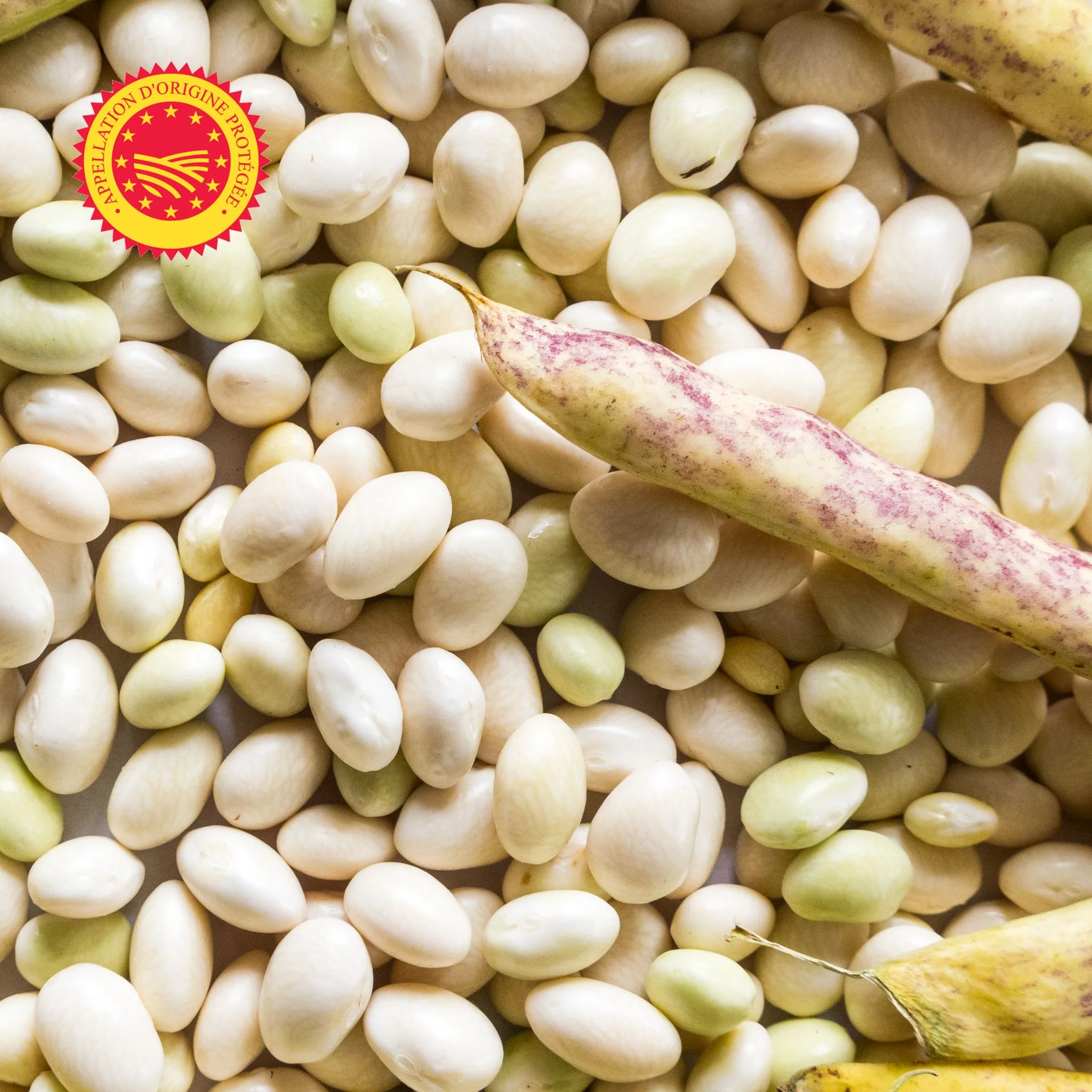 đ€ Haricot Coco de Paimpol AOP â 1 kg â TrĂ©sor IodĂ© de Bretagne - Image 2