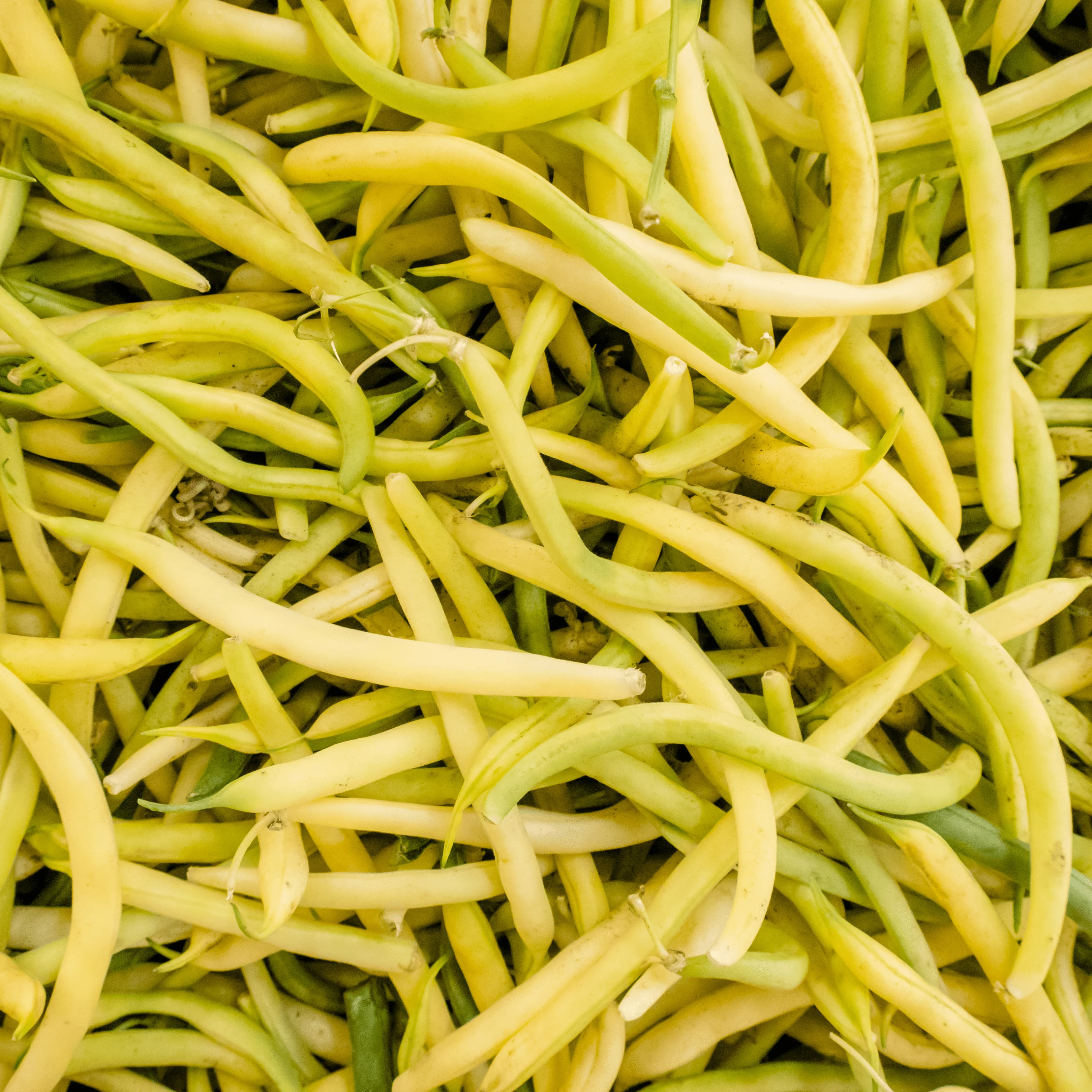 🌽 Haricots beurre frais de Lorraine – 1 kg | Cultivés à Malzéville 🌿 - Image 2