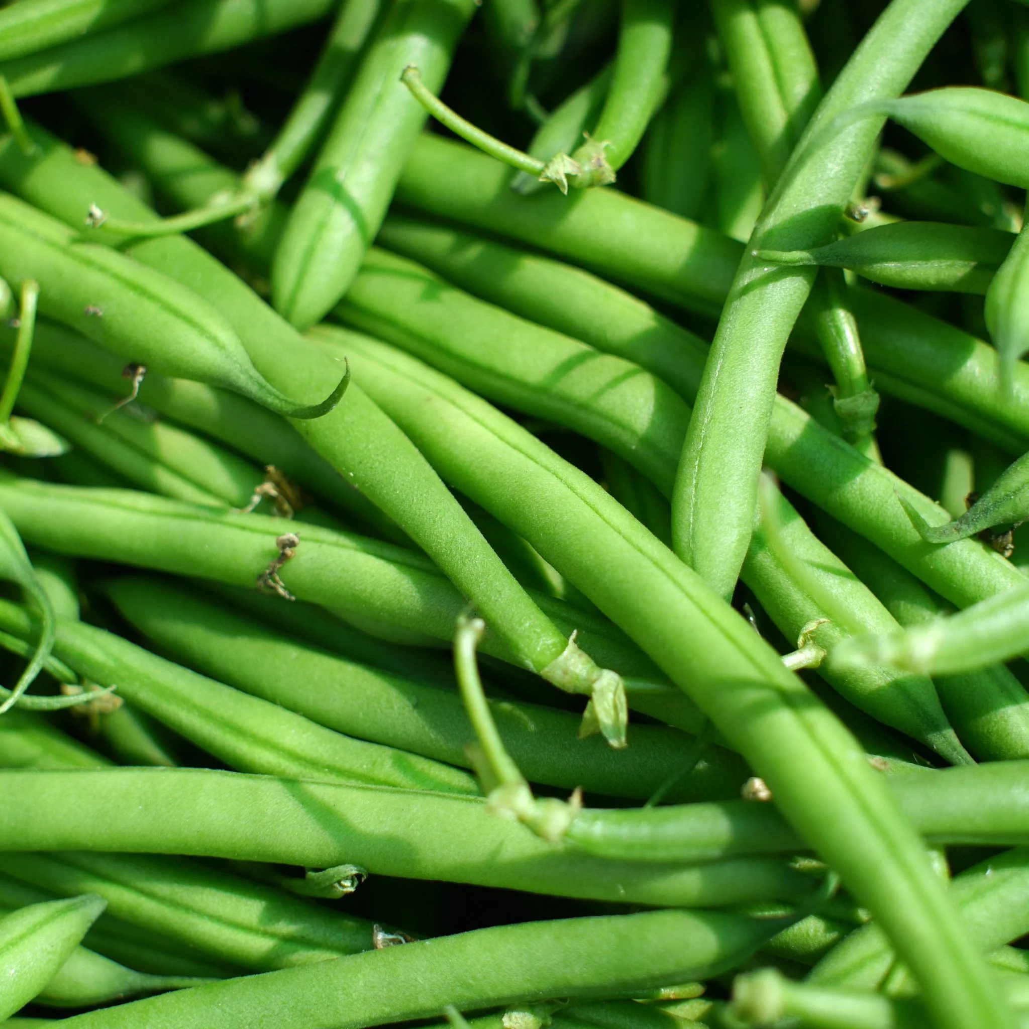🥗 Haricots verts frais de Lorraine – 1 kg | Cultivés à Malzéville 🌿 - Image 2