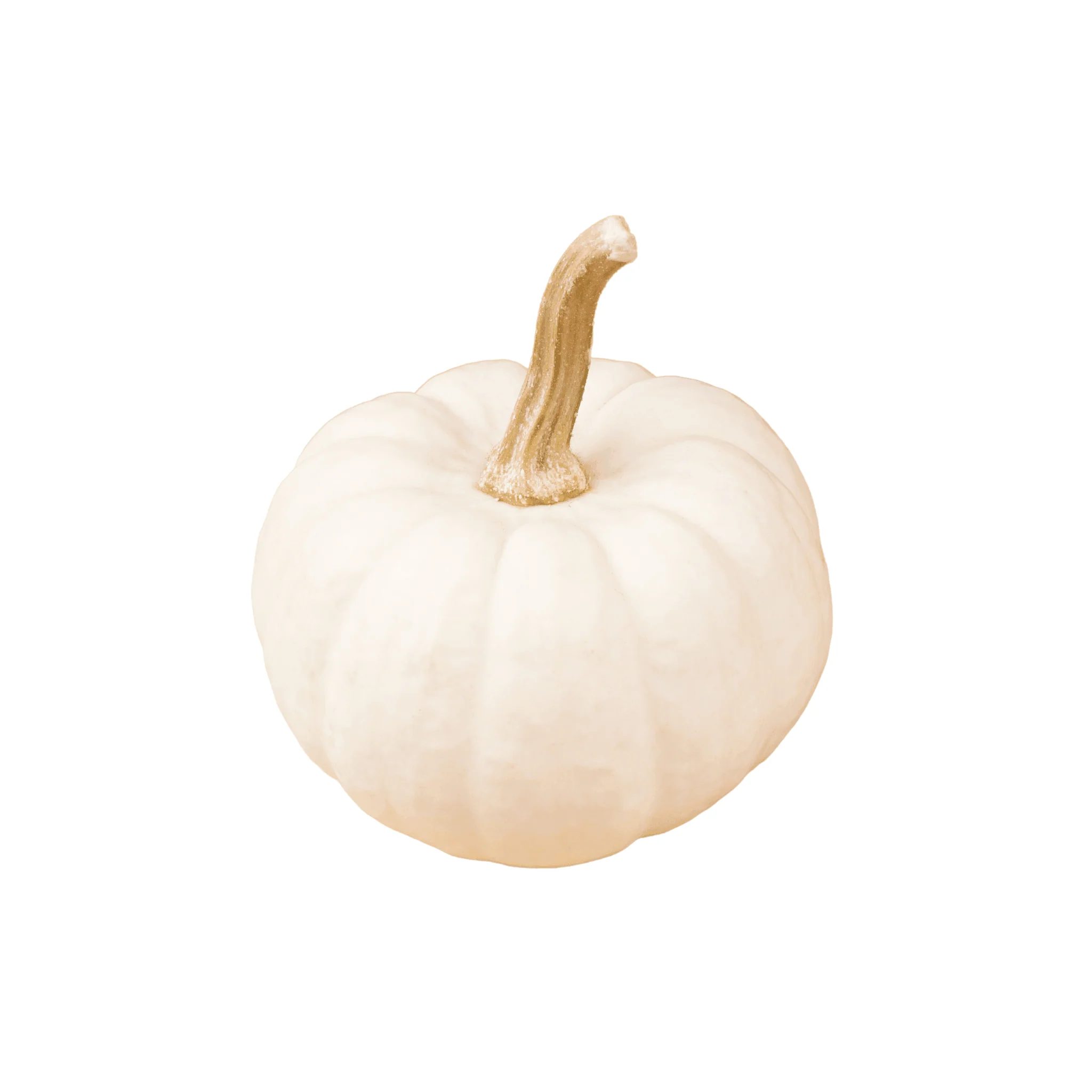 Jack be little blanc BIO - 1kg