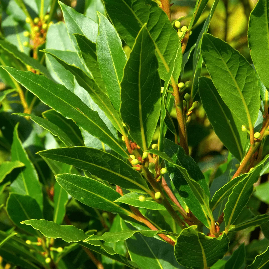 🌿 Laurier Frais – 1 botte